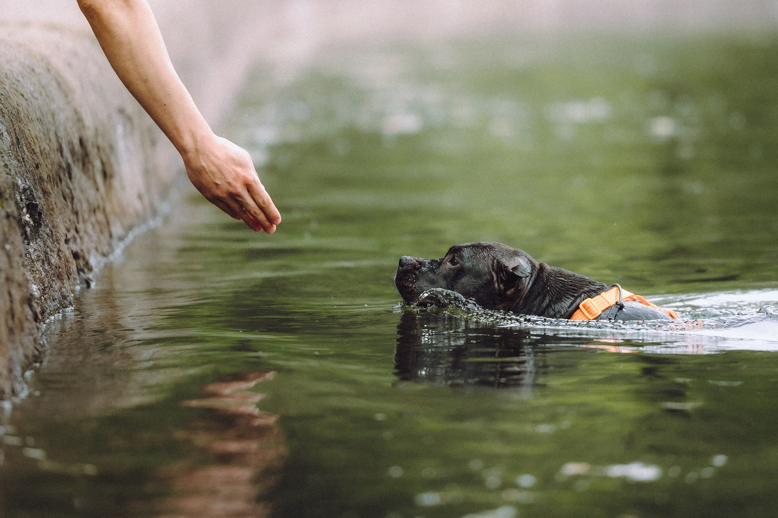 Паша, Хайди и Тея