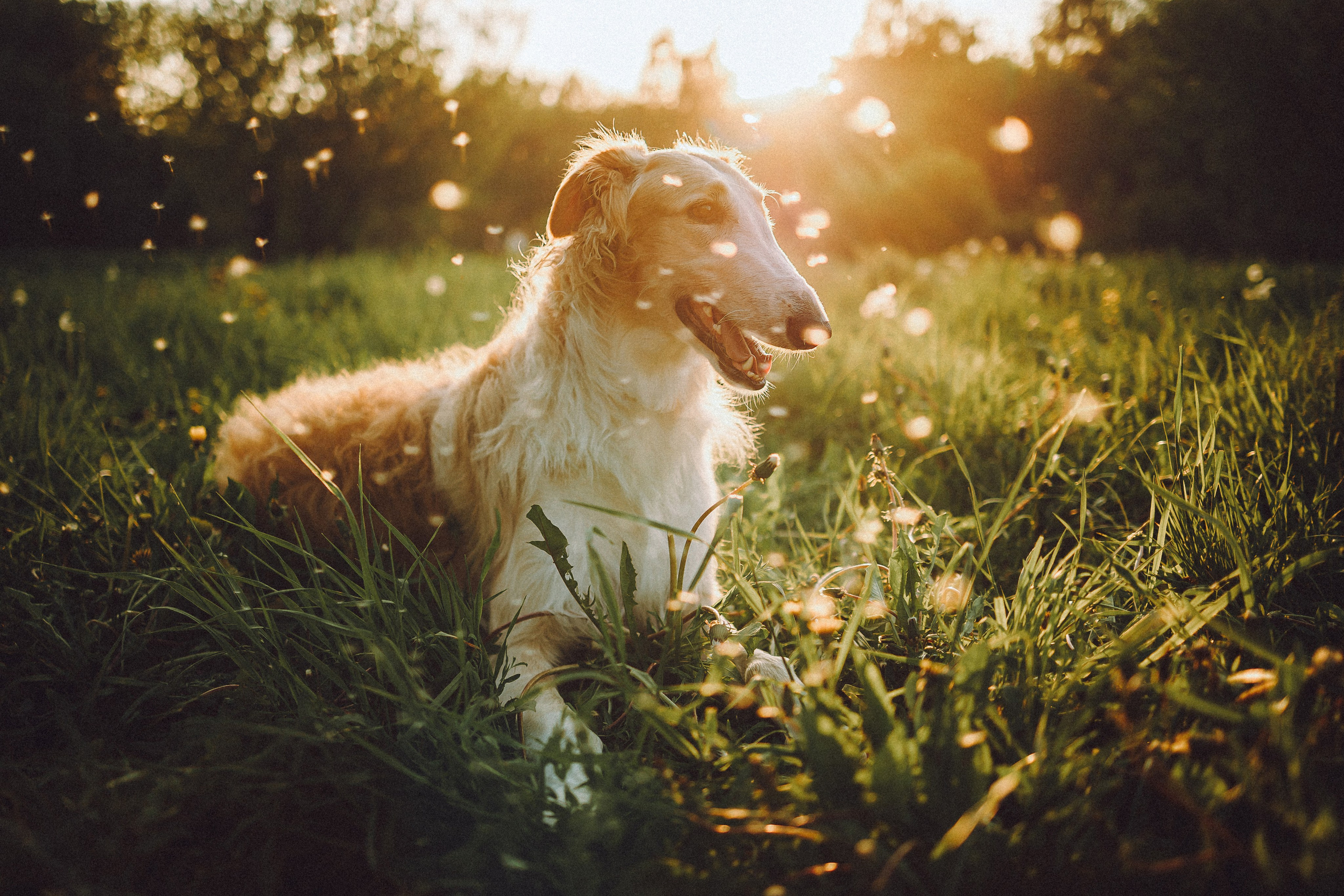 Илай, Зайка и их семья