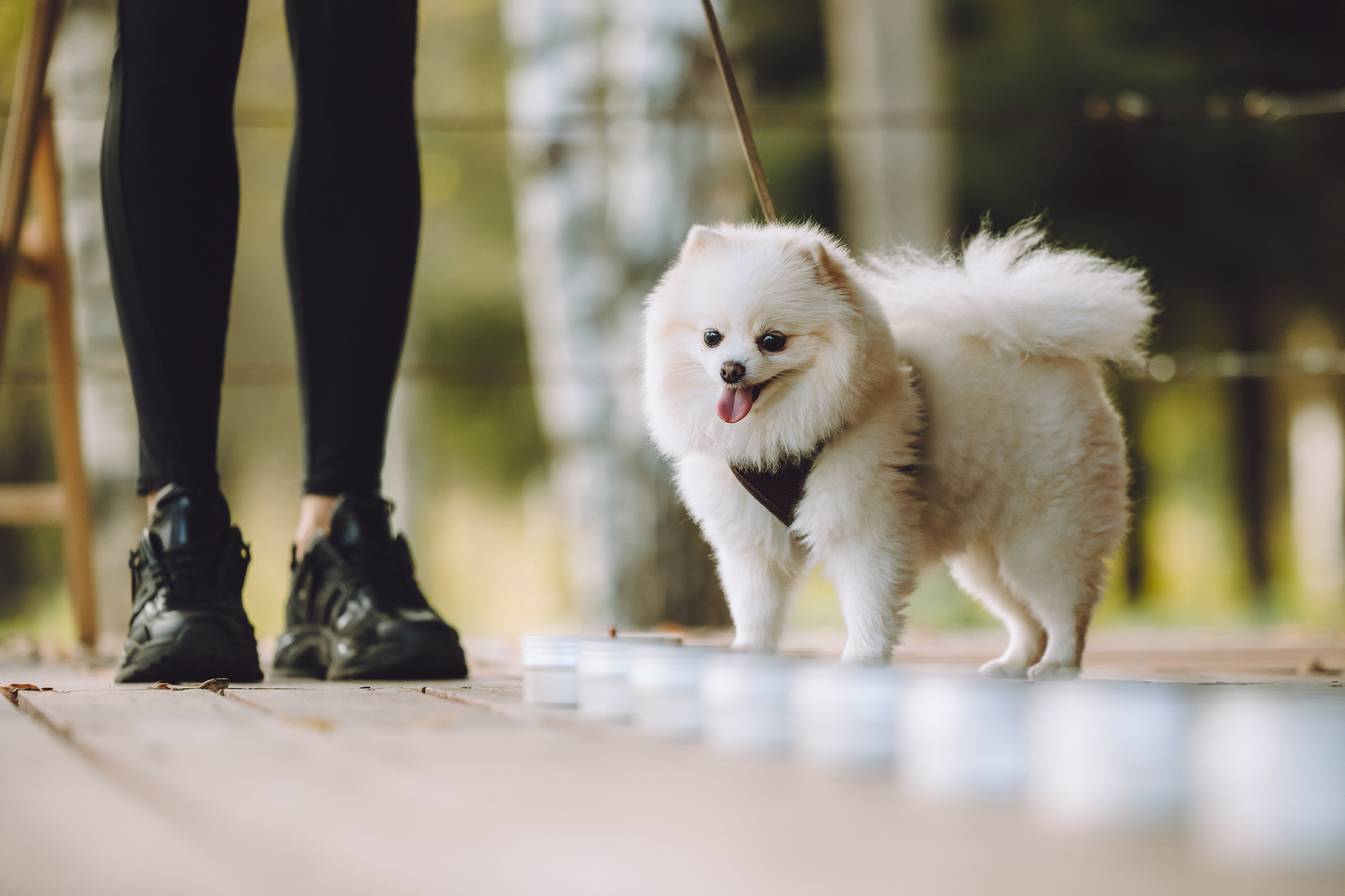Выездной дог-тренинг от школы «Шерсть имею», Тованово