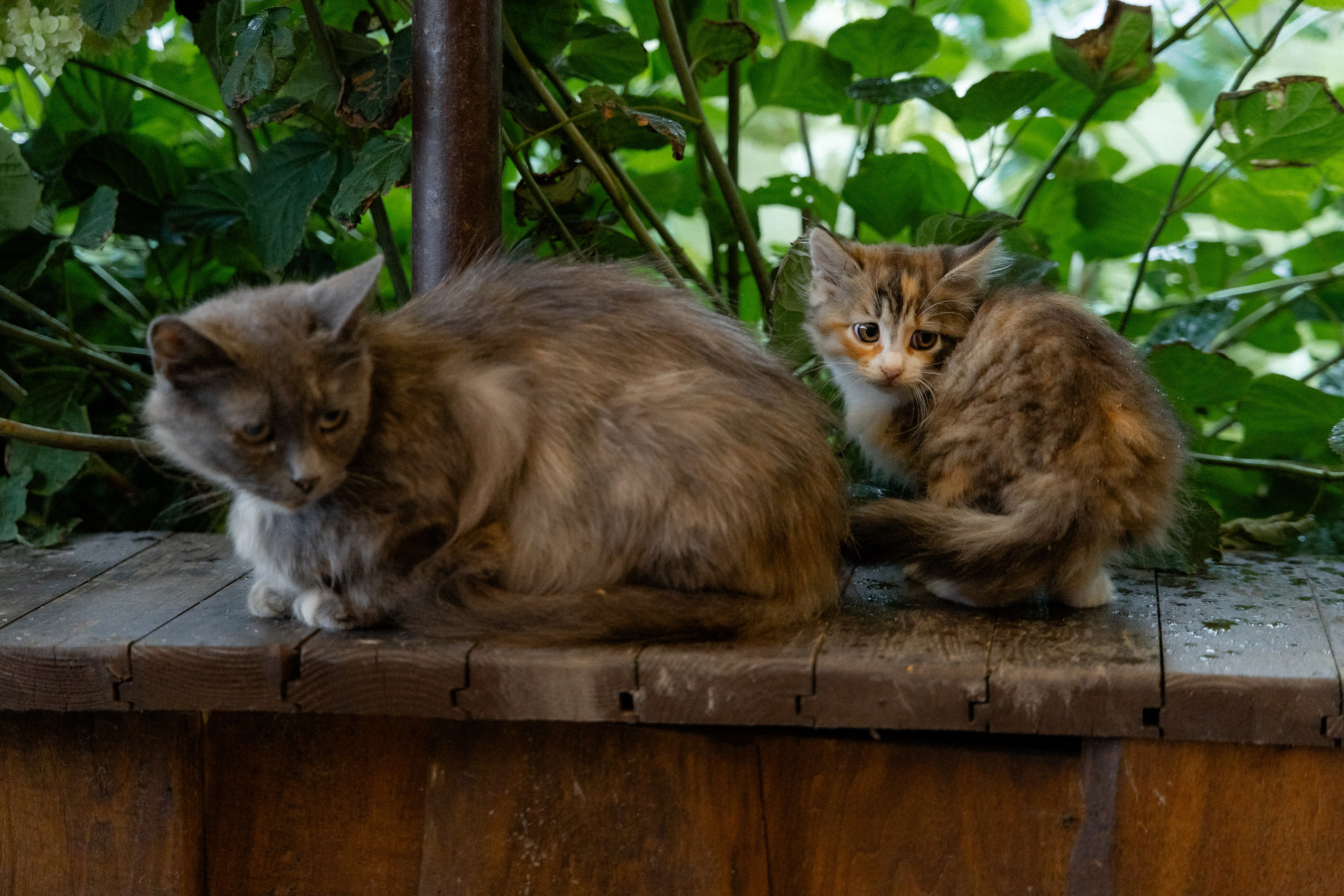 Свадебная фотосессия в агроусадьбе Лабодянка в Минске. Свадебный фотограф в Минске/Беларуси Сергей Спиридонов