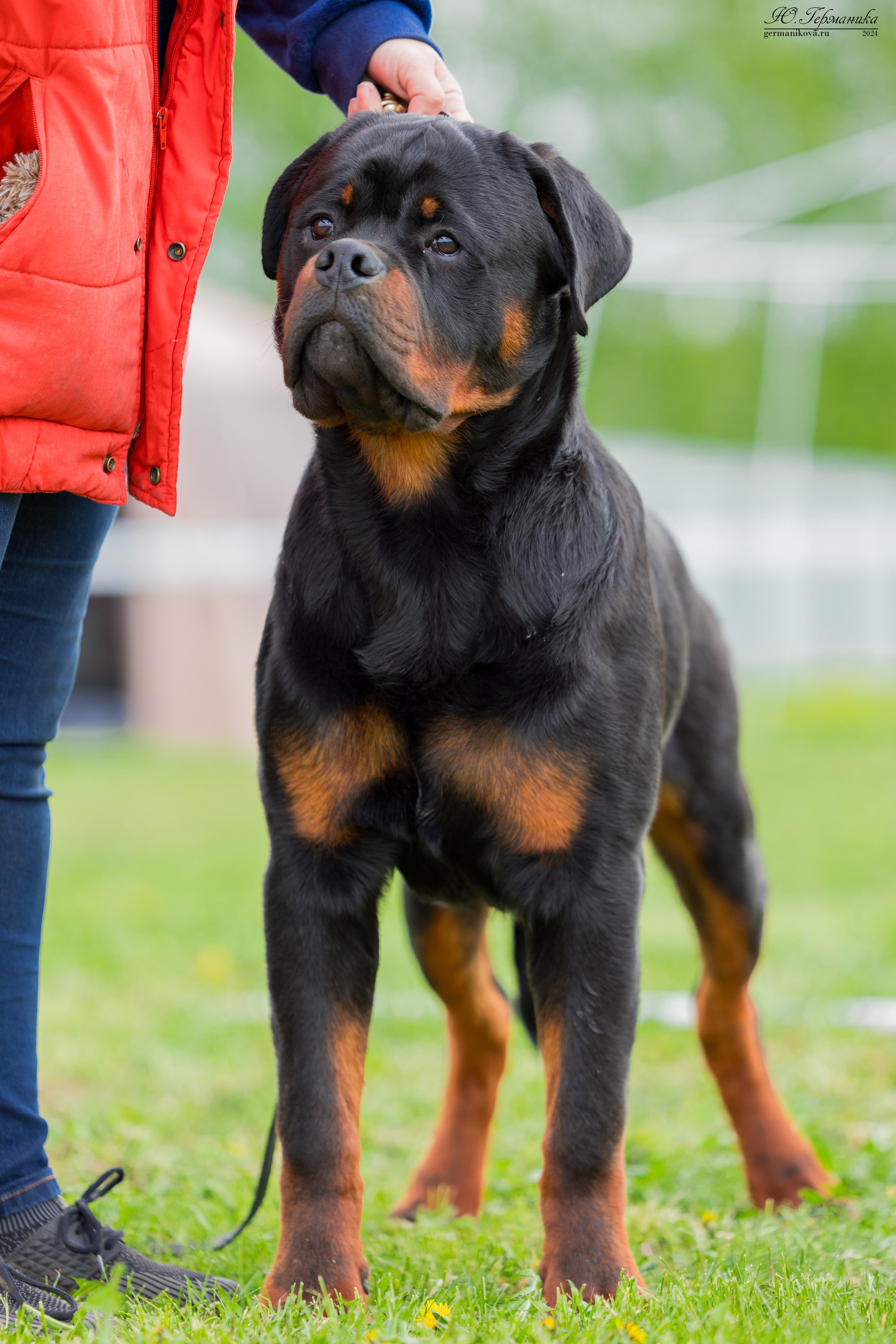 Нижний Новгород 11-12.05.2024 моно ротвейлеров. Фотограф-анималист Юлия Германика