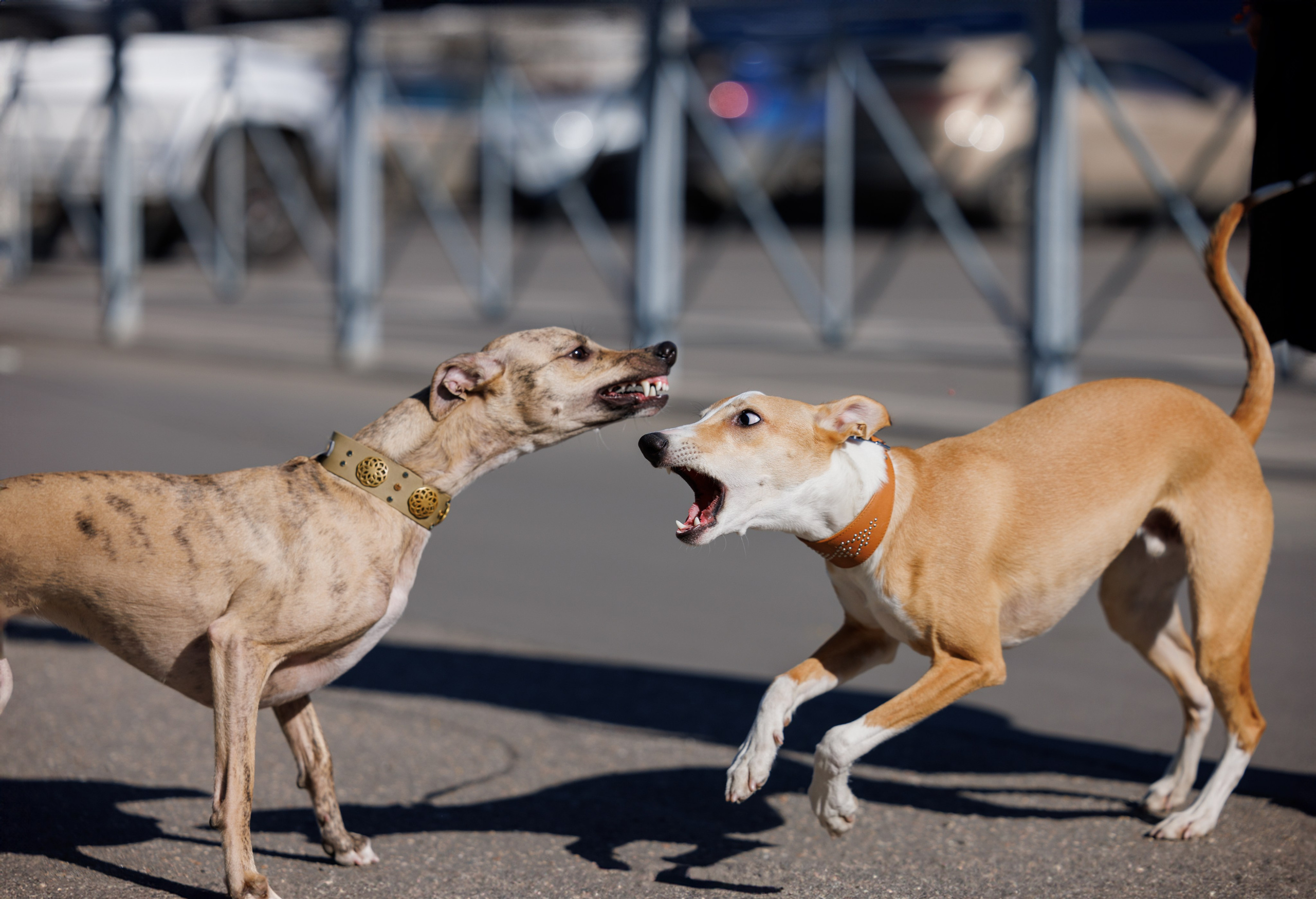 Сфера и Крокус 8,9,16 и 30.03.2025. Фотограф-анималист Юлия Германика