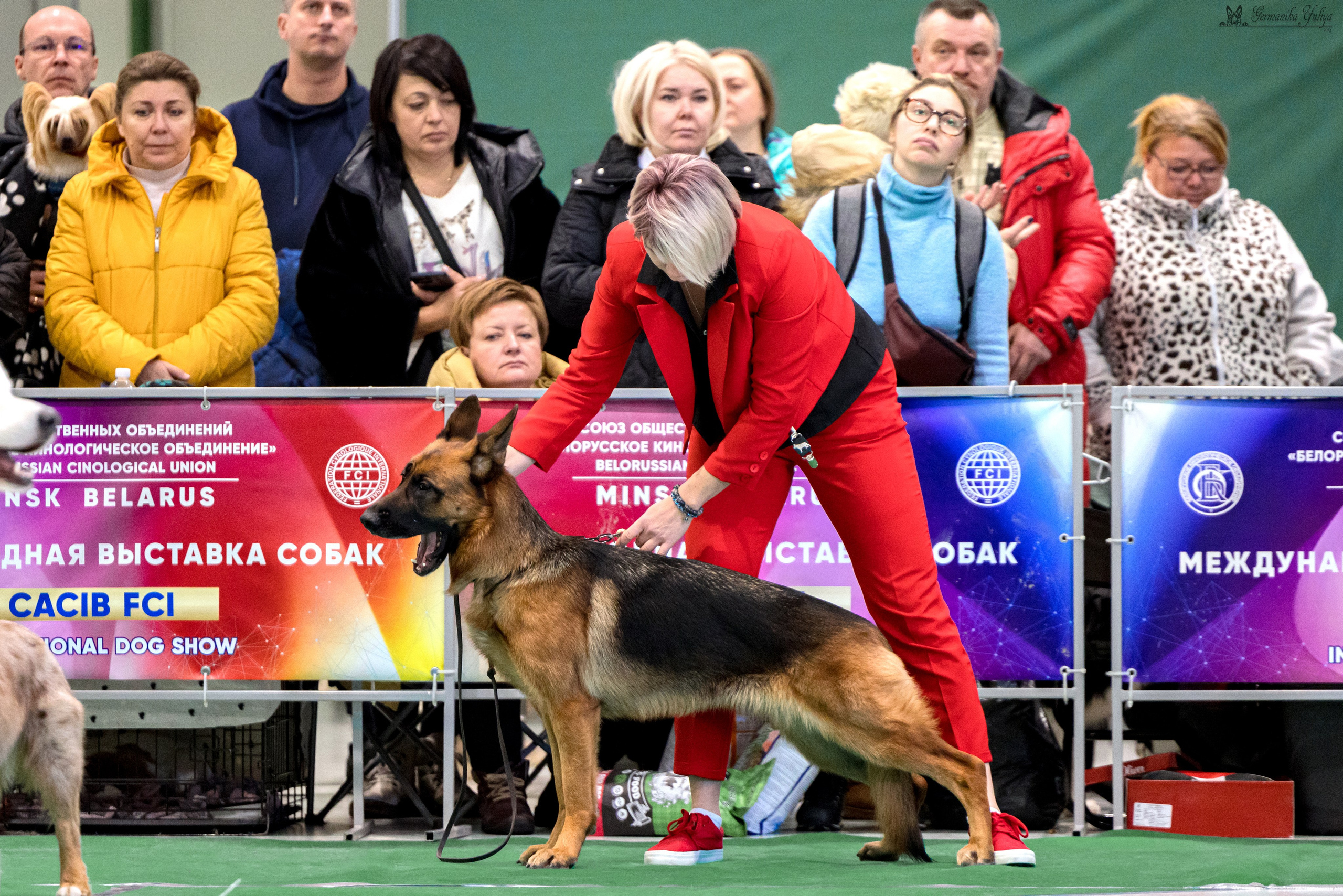 Минск 25-26.11.2023. Фотограф-анималист Юлия Германика