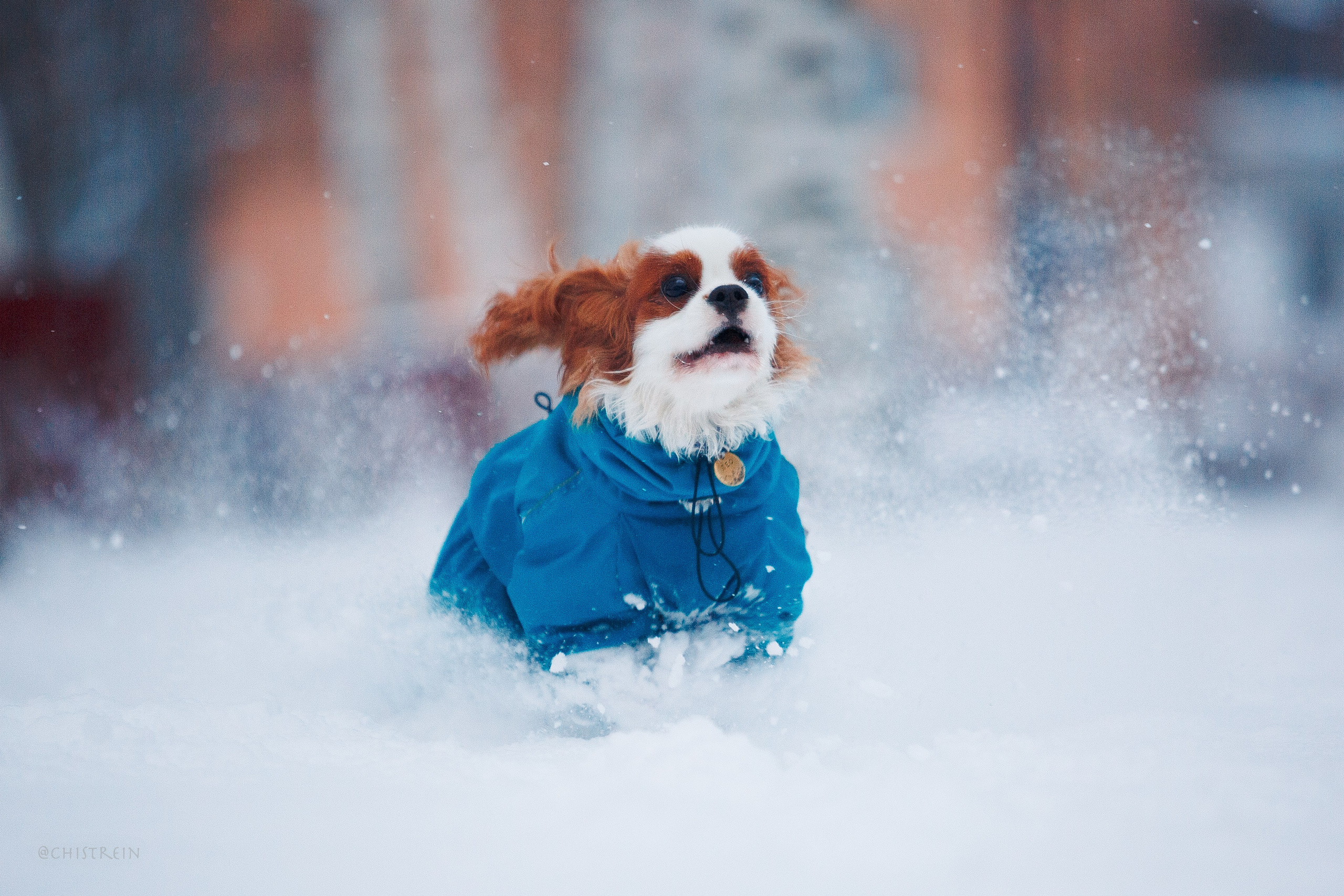 Внезапно апрельская зима. Фотограф-анималист Наталия Чистюхина в г. Сосновый Бор и ЛО