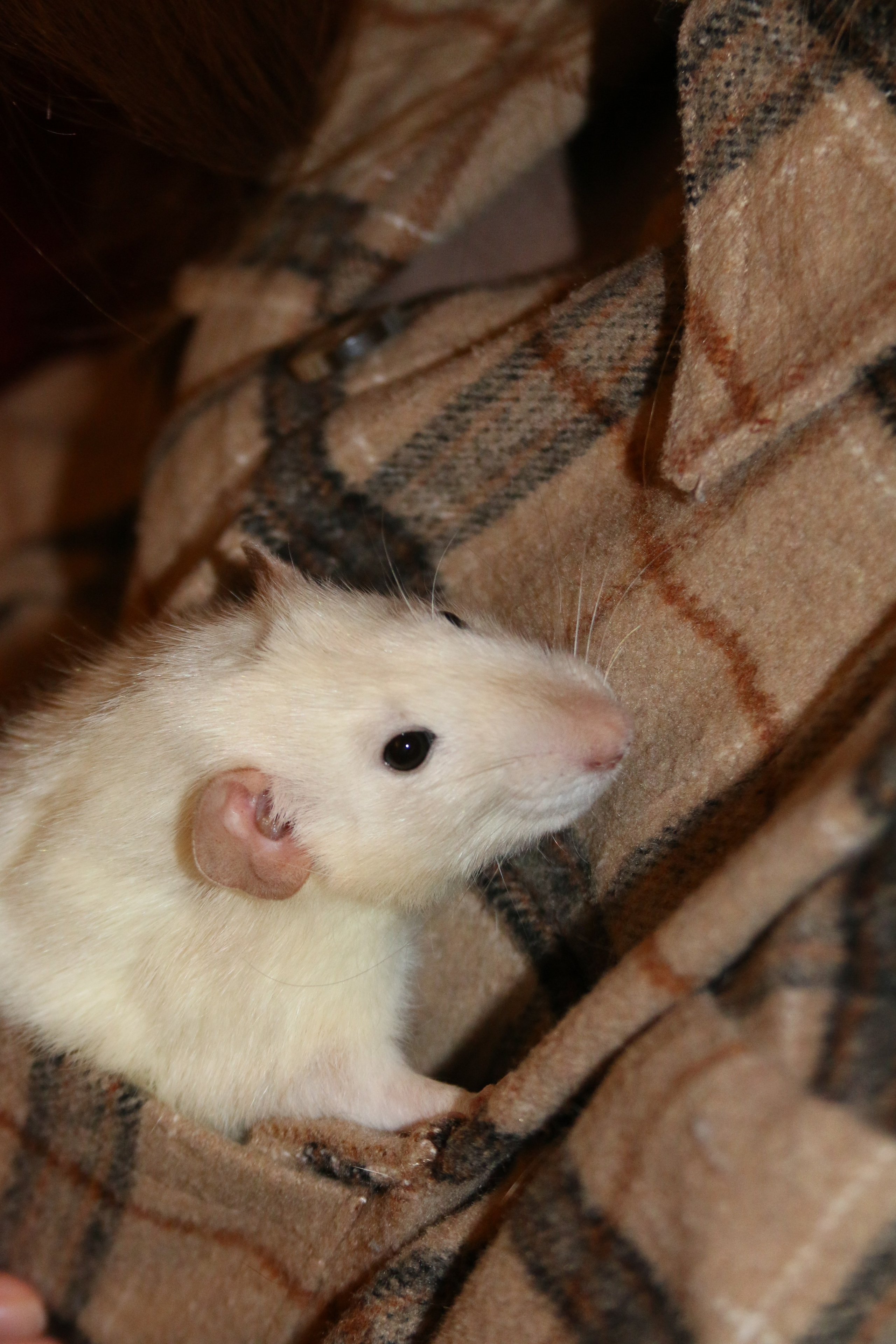 Съемка с питомцем