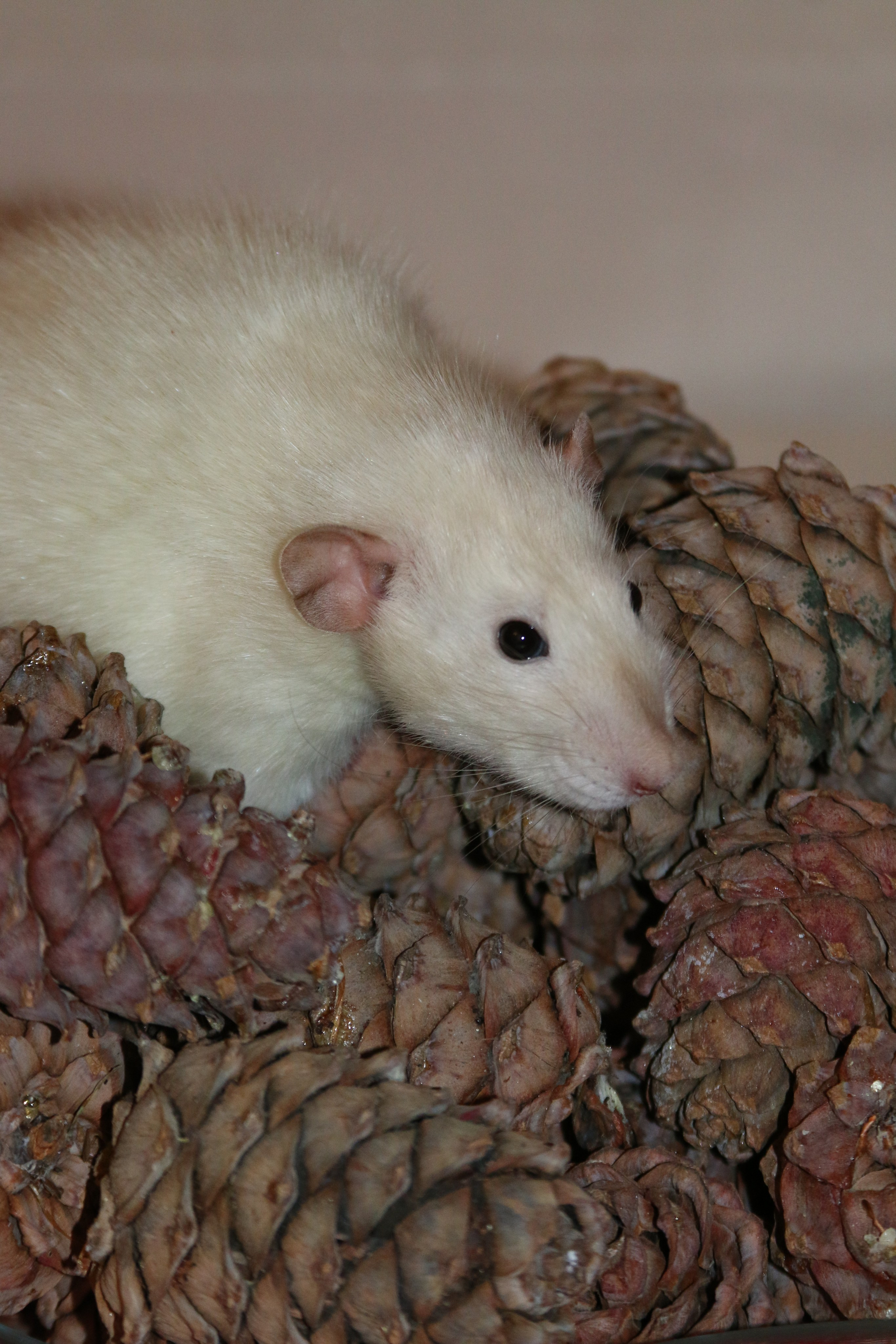 Съемка с питомцем