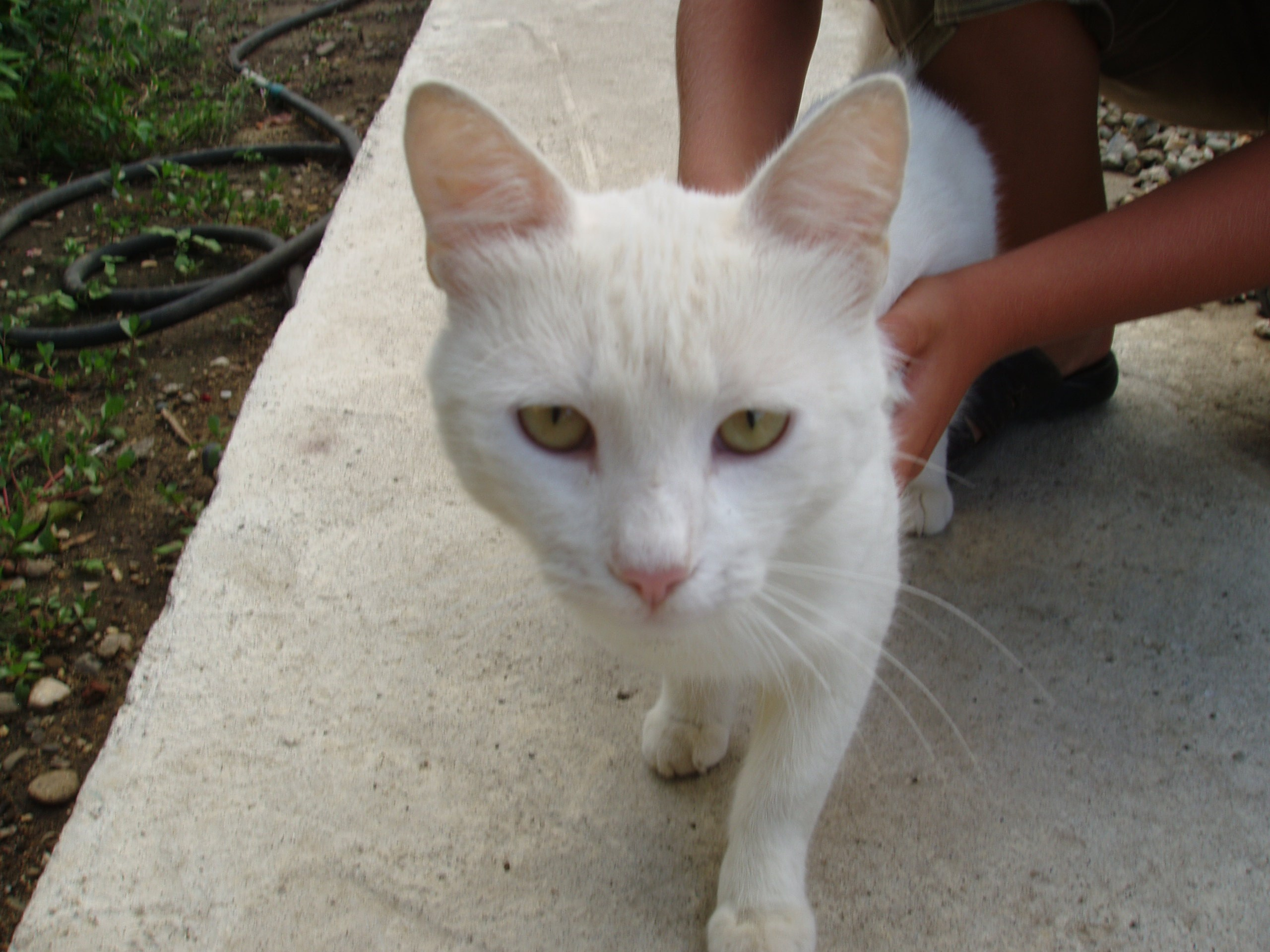 Отпуск 12.06-18.08. Семейный, Свадебный фотограф СПБ Питер— Романова Екатерина