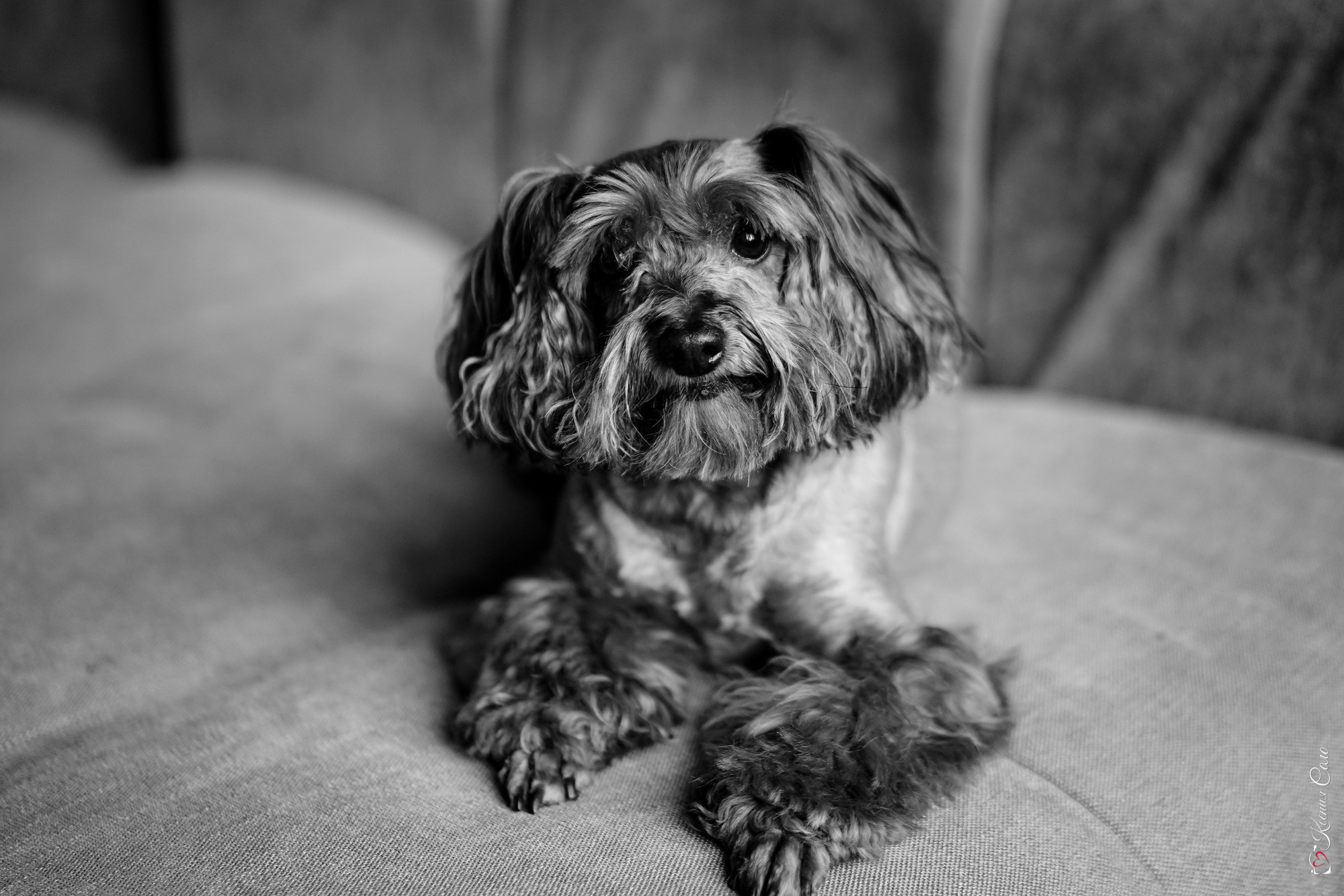 Фотосессии с Любимцами. Фотограф Ксения Соло