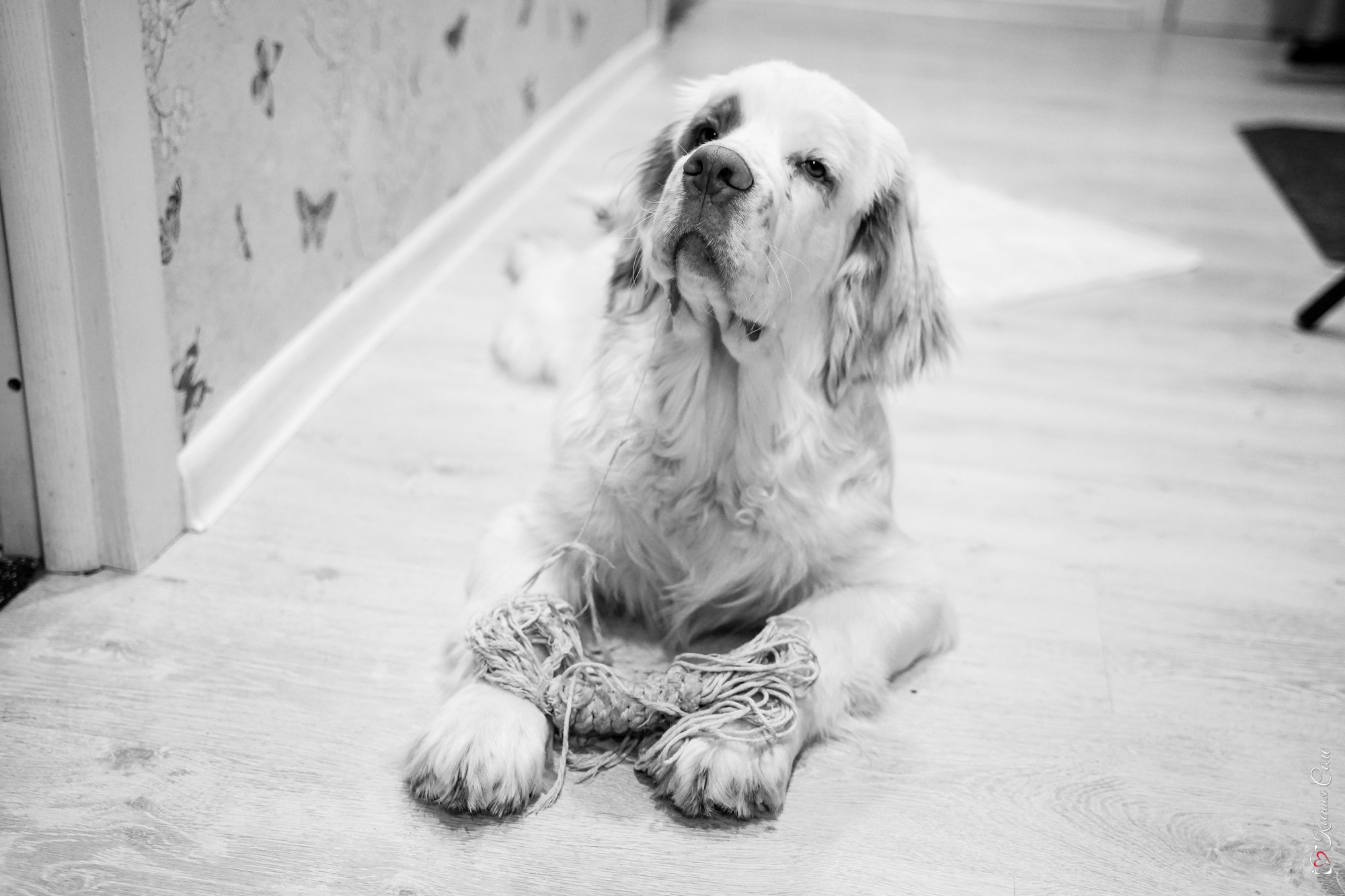 Фотосессии с Любимцами. Фотограф Ксения Соло