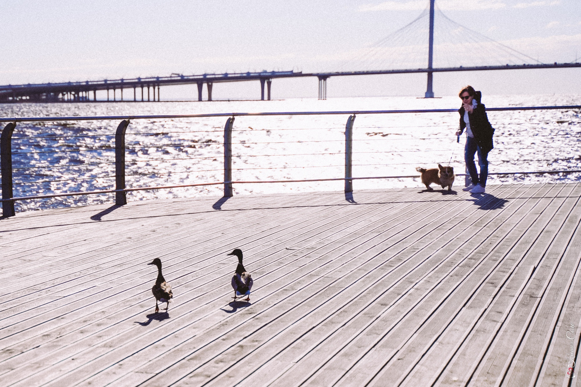 Фотосессии с Любимцами. Фотограф Ксения Соло