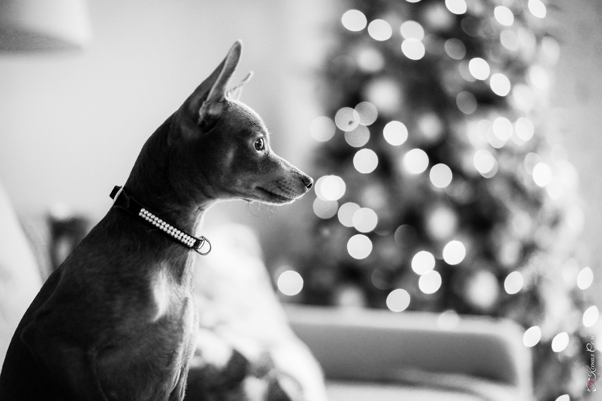 Фотосессии с Любимцами. Фотограф Ксения Соло