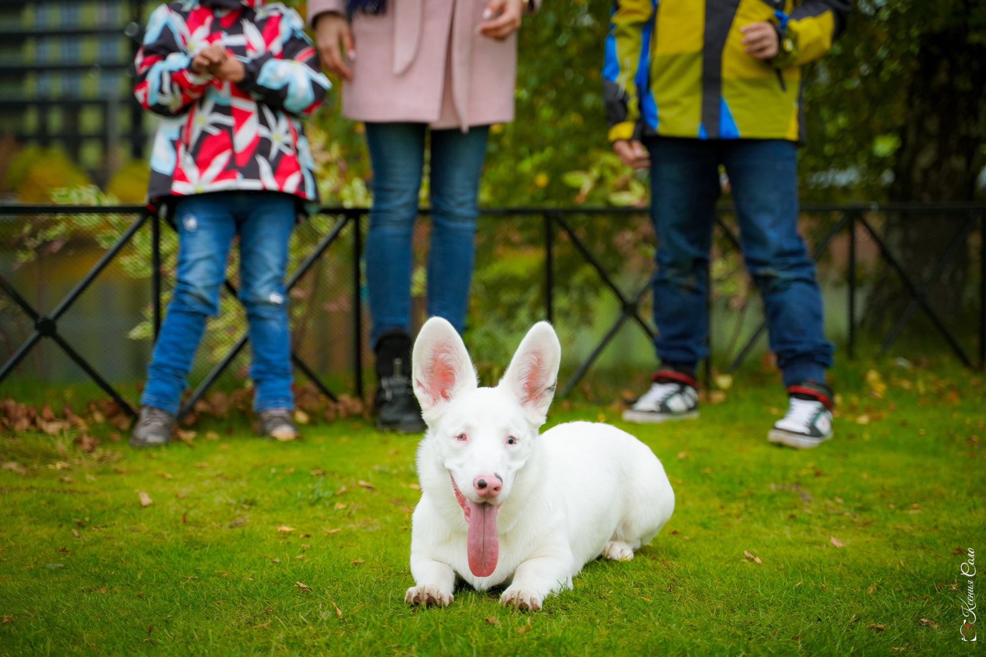 Фотосессии с Любимцами. Фотограф Ксения Соло