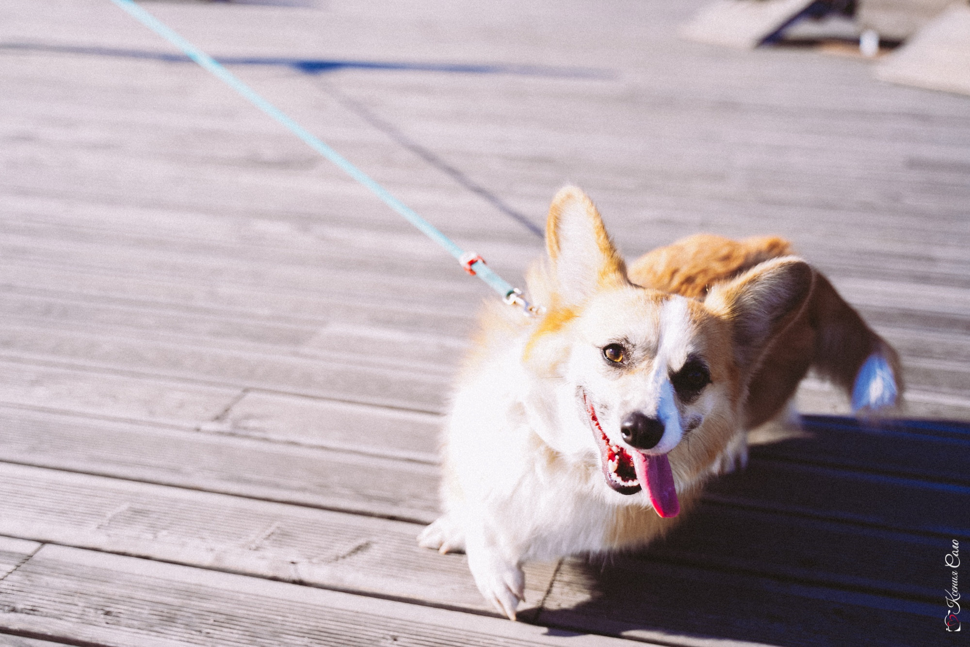 Фотосессии с Любимцами. Фотограф Ксения Соло