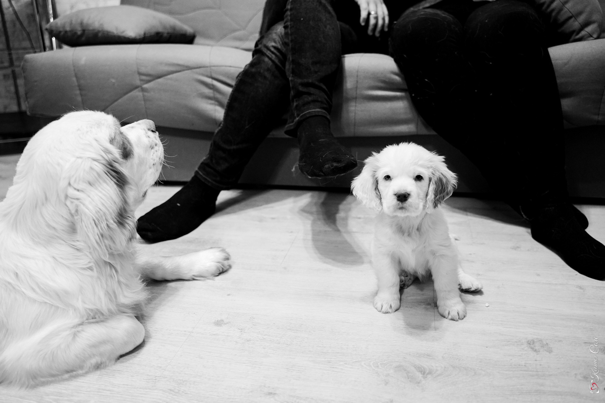 Фотосессии с Любимцами. Фотограф Ксения Соло