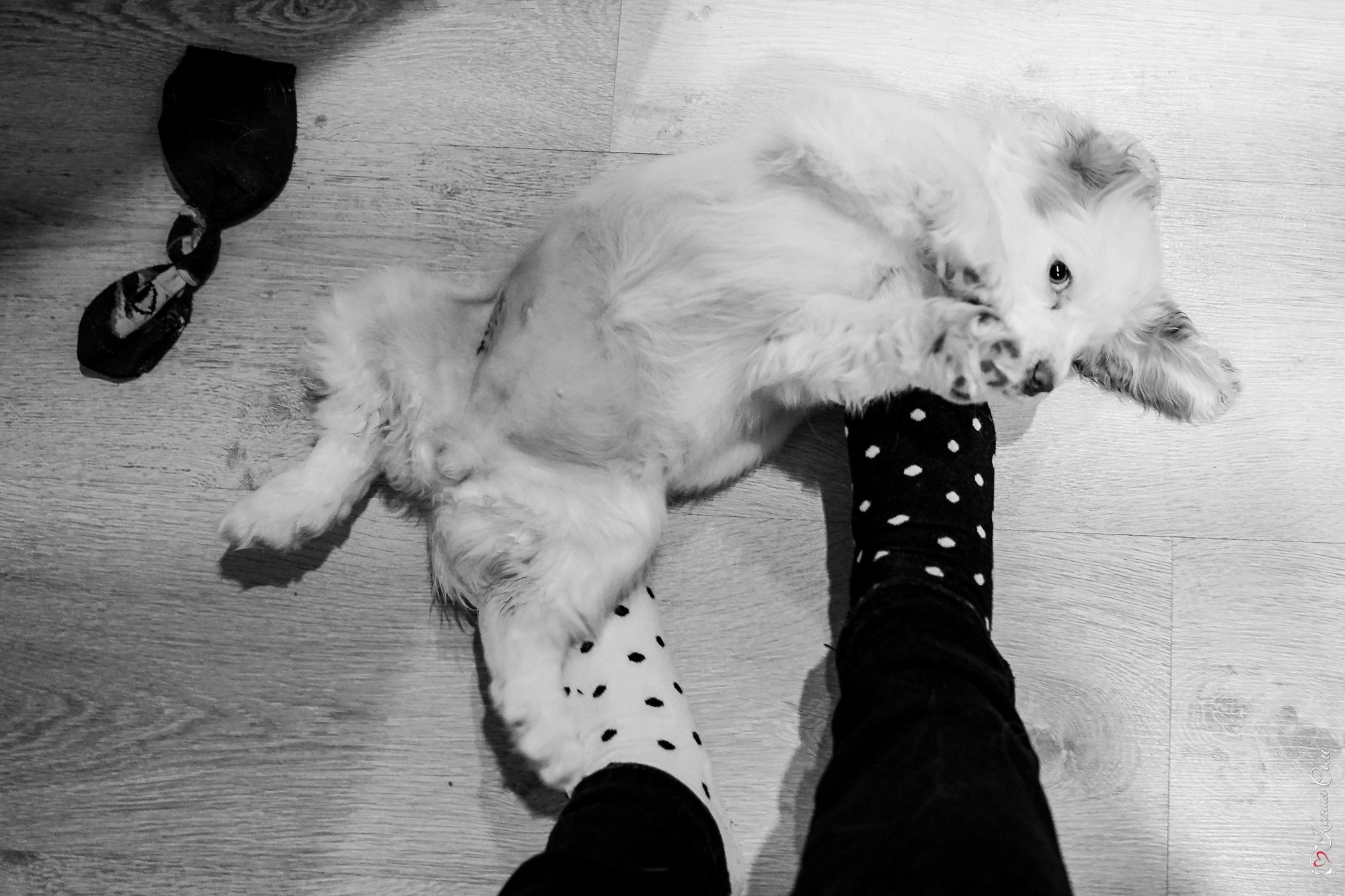 Фотосессии с Любимцами. Фотограф Ксения Соло