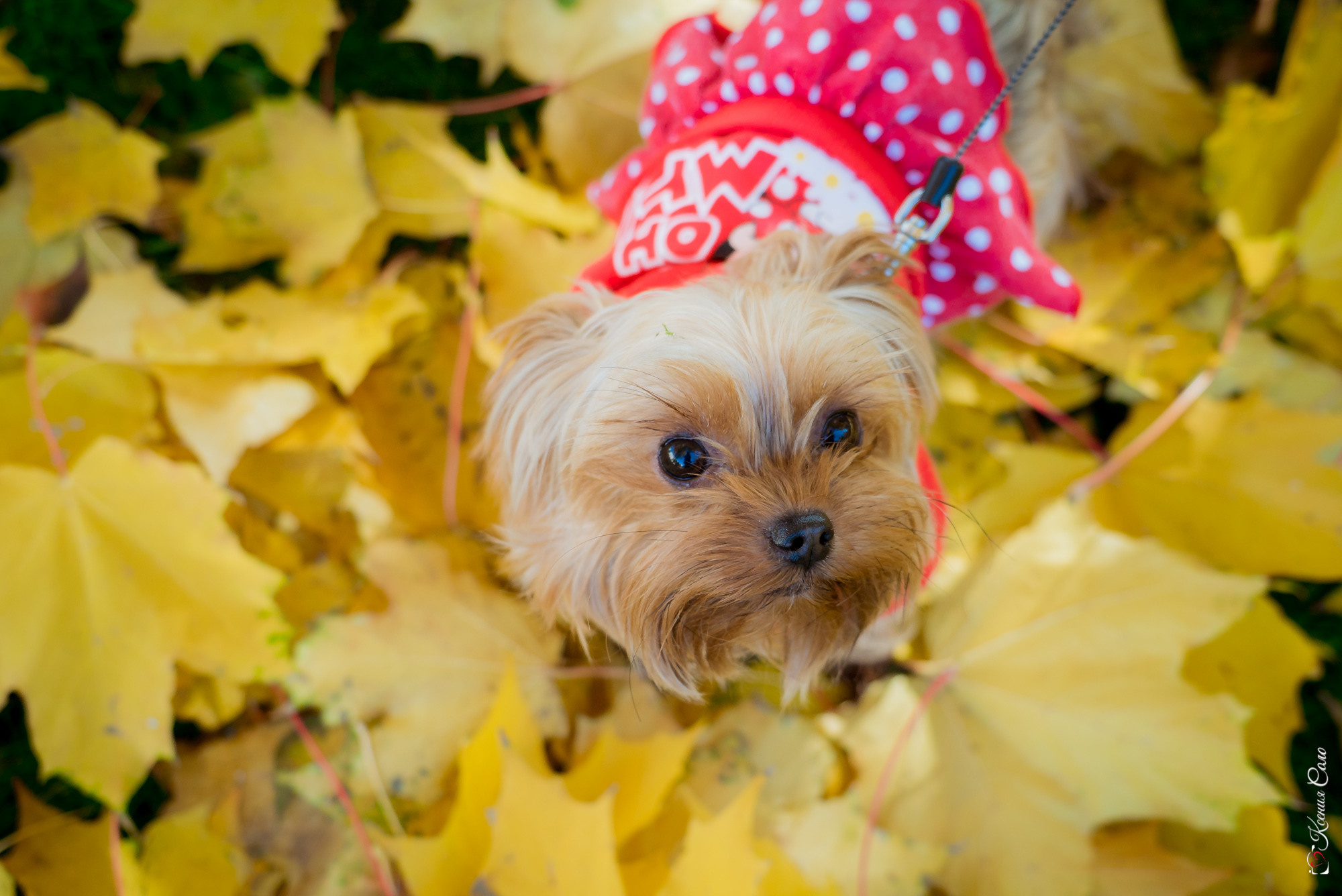 Осенняя история для Татьяны. Фотограф Ксения Соло
