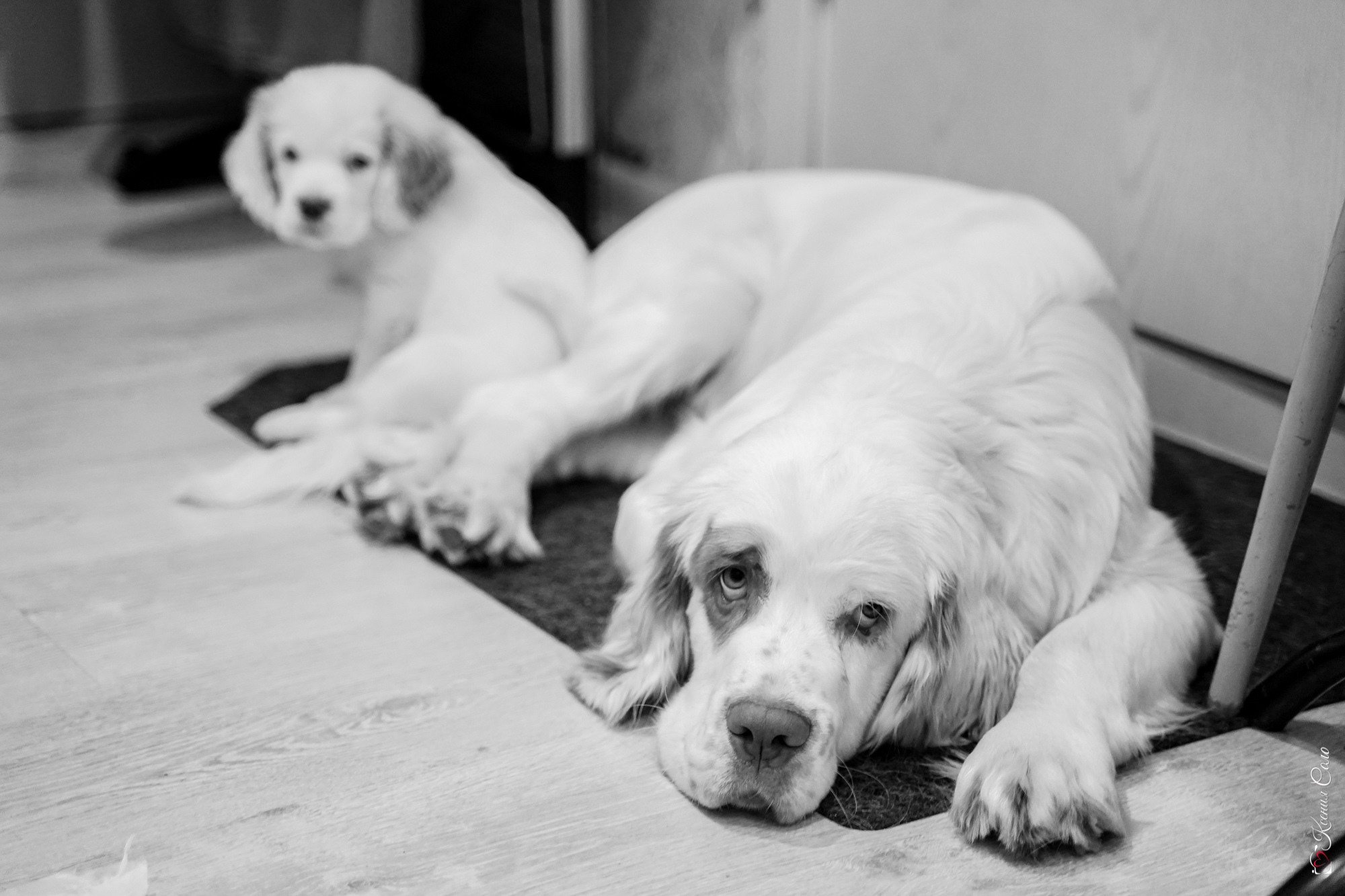 Фотосессии с Любимцами. Фотограф Ксения Соло