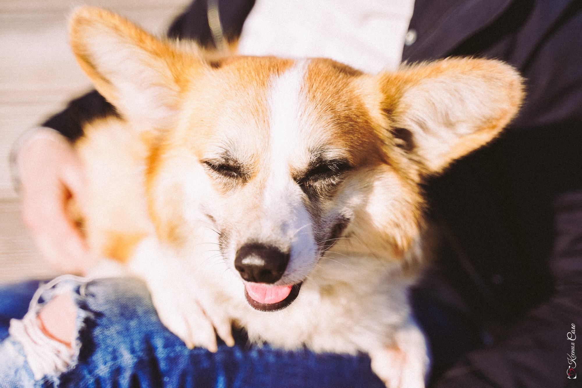 Фотосессии с Любимцами. Фотограф Ксения Соло