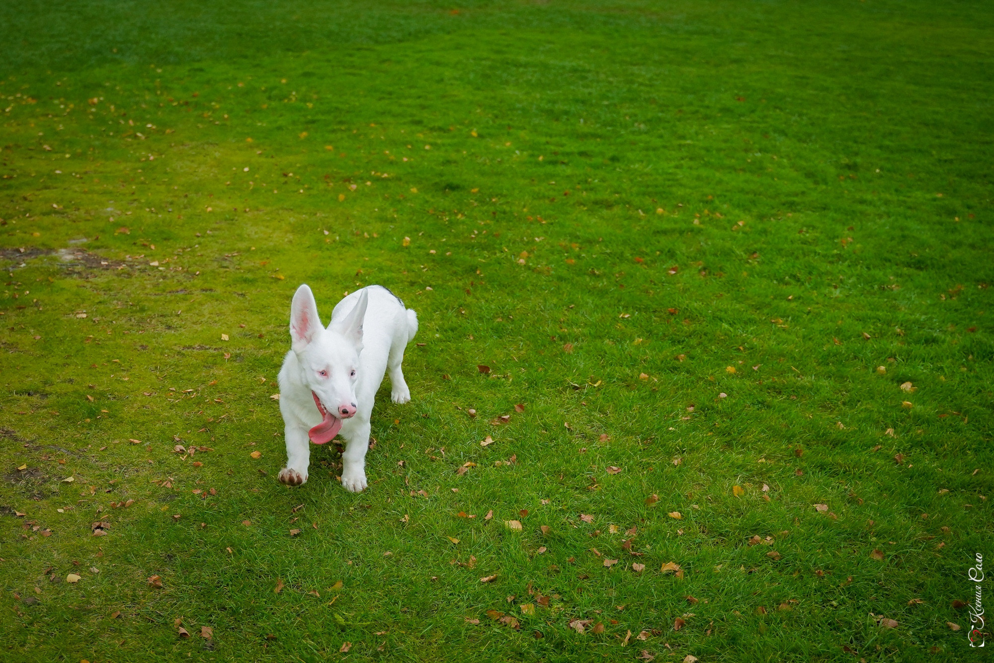 Фотосессии с Любимцами. Фотограф Ксения Соло