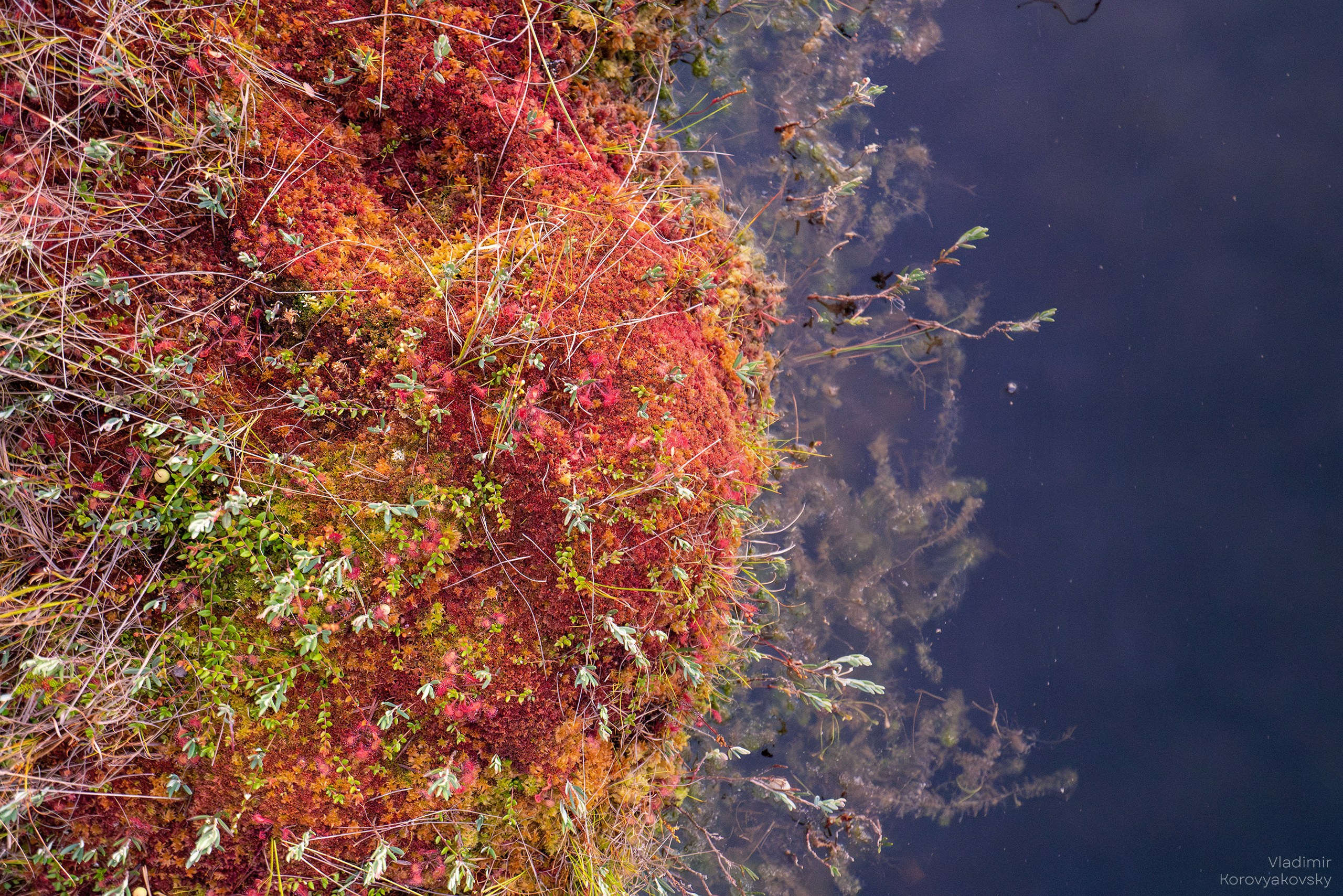 Nature. Photographer Vladimir Korovyakovsky