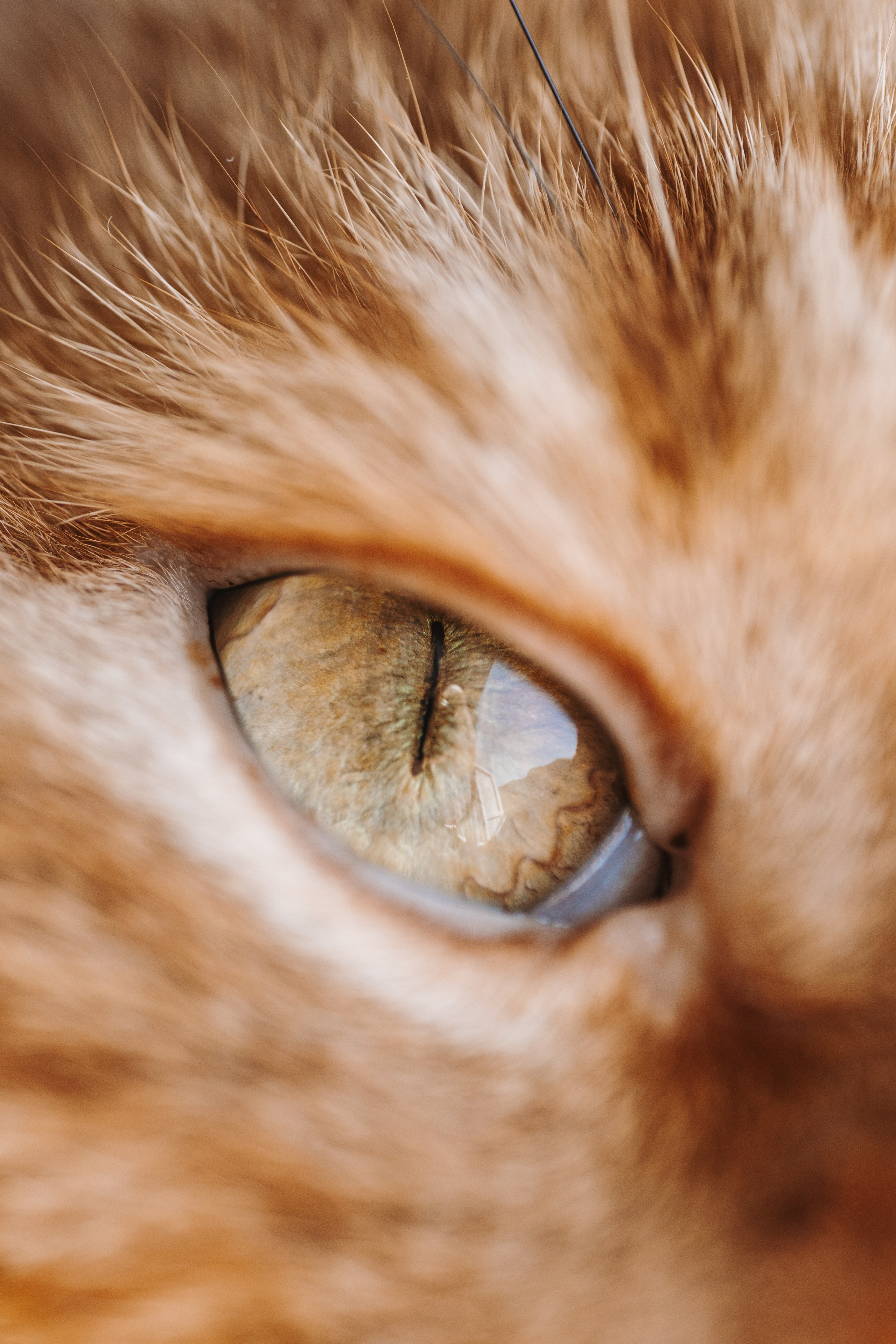 Eyes. Фотограф на Юге России