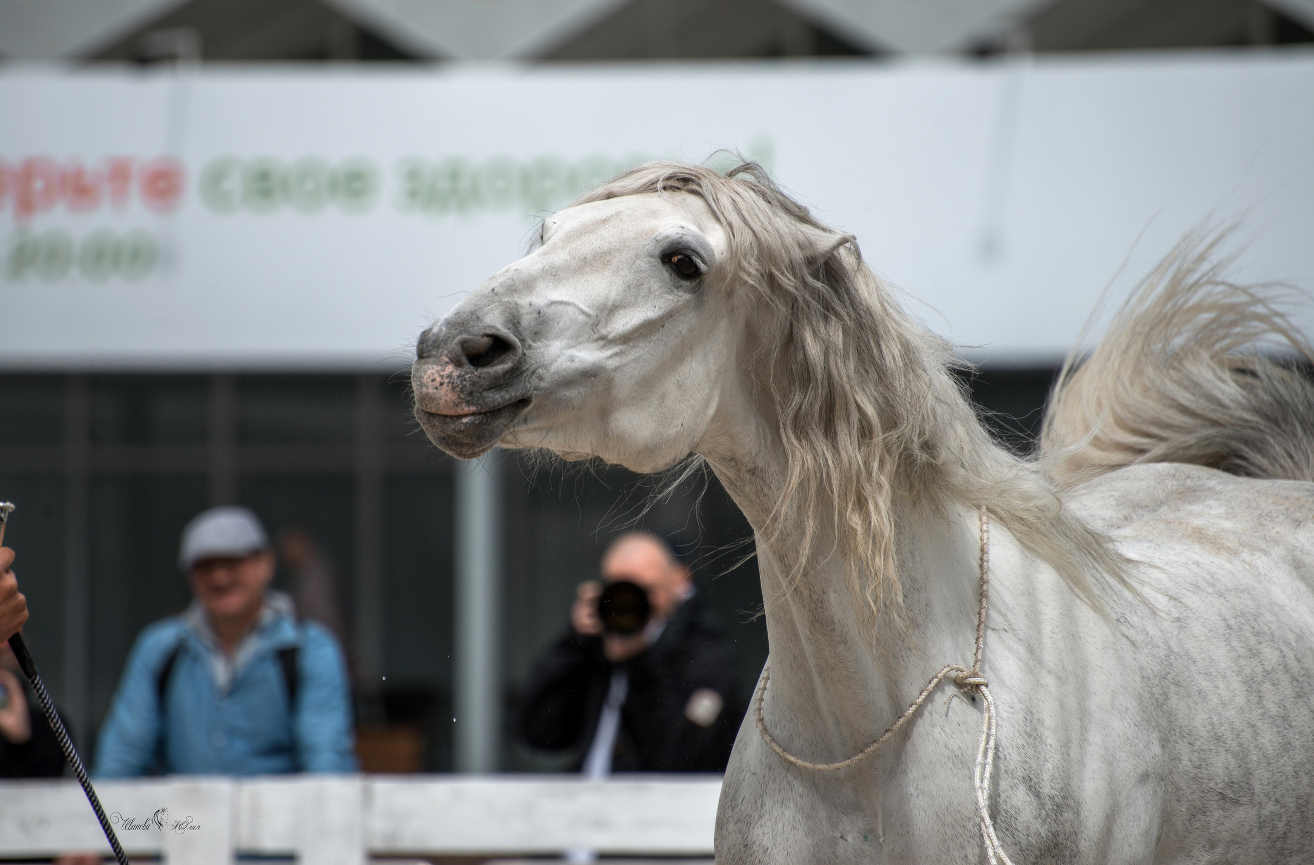 Эквирос, Москва. Конный фотограф в Саратове Юлия Иванова