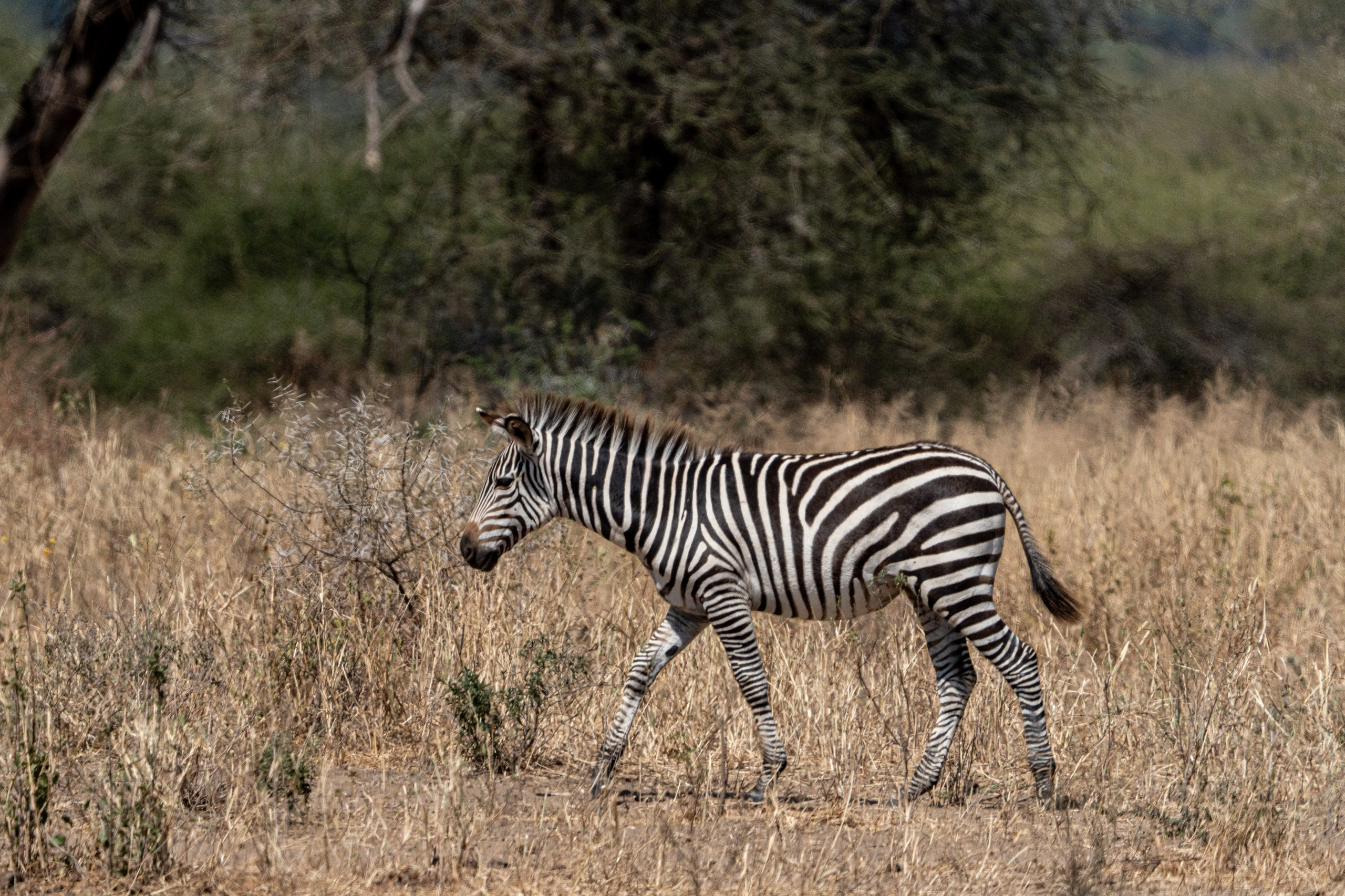 Танзания, сафари, 2025. Творческие сьемки