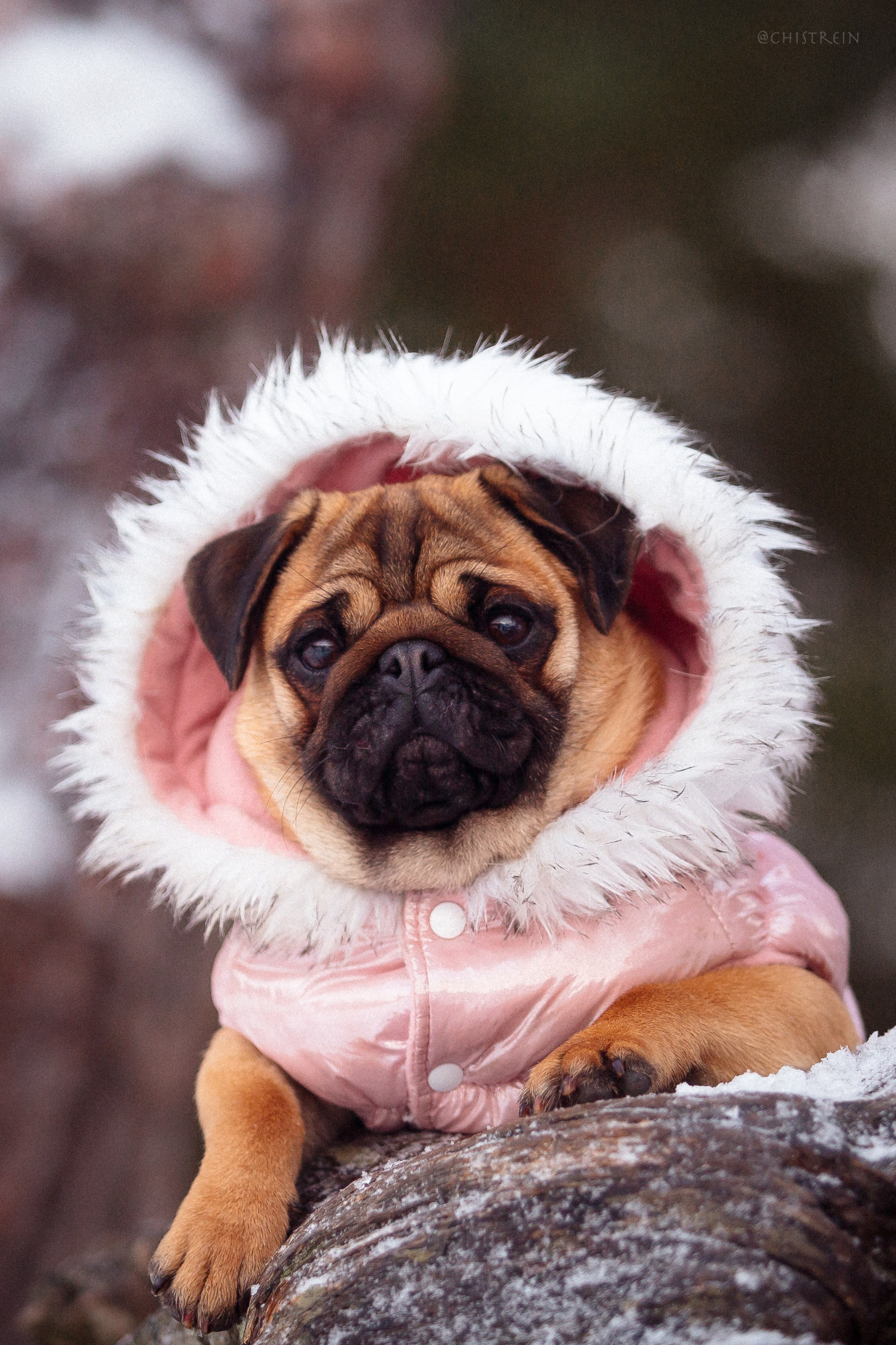 Новогоднее настроение. Роза. Фотограф-анималист Наталия Чистюхина в г. Сосновый Бор и ЛО