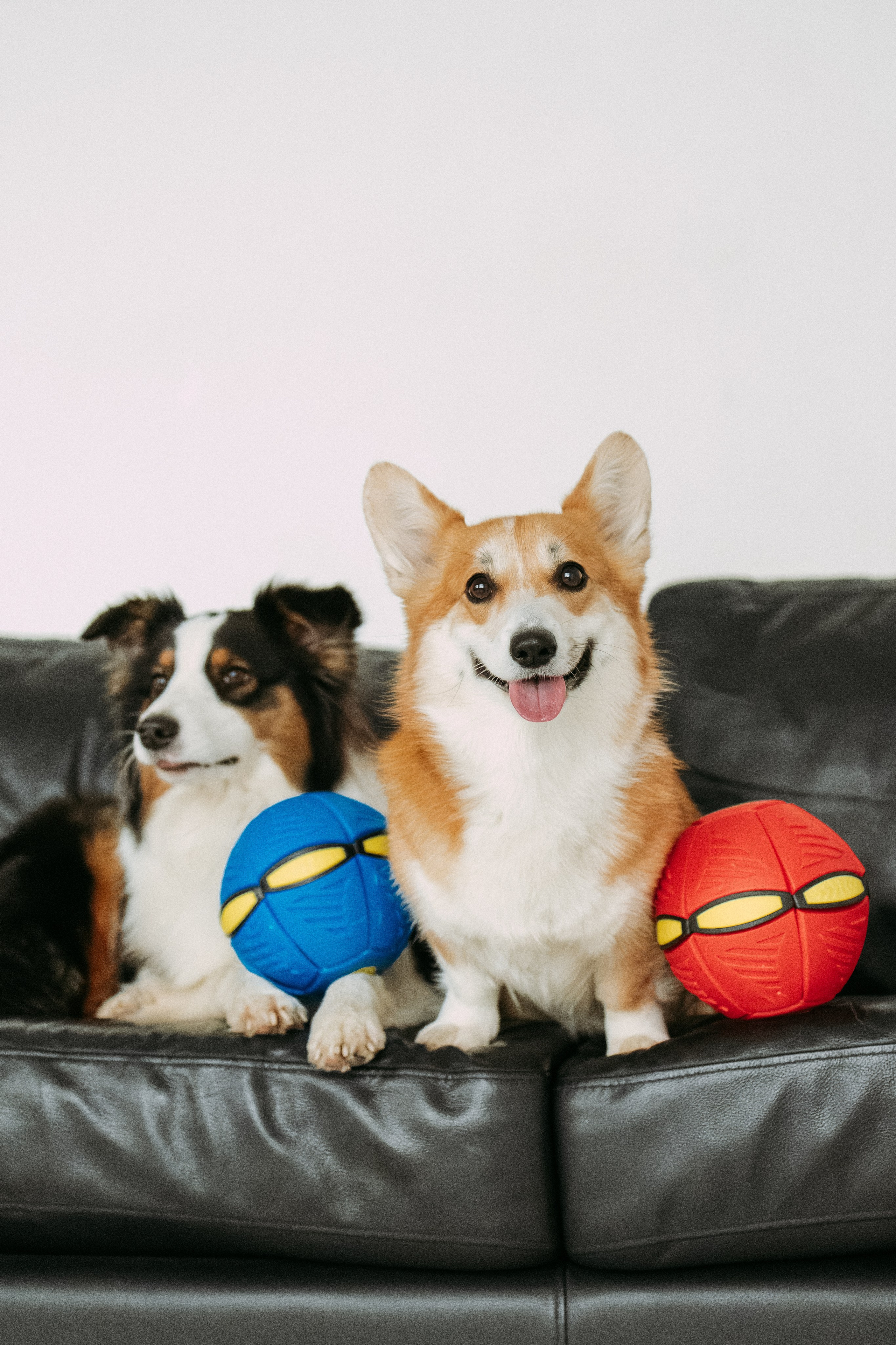 Мячи-попрыгуны. Фотораф — анималист Мария Шистка