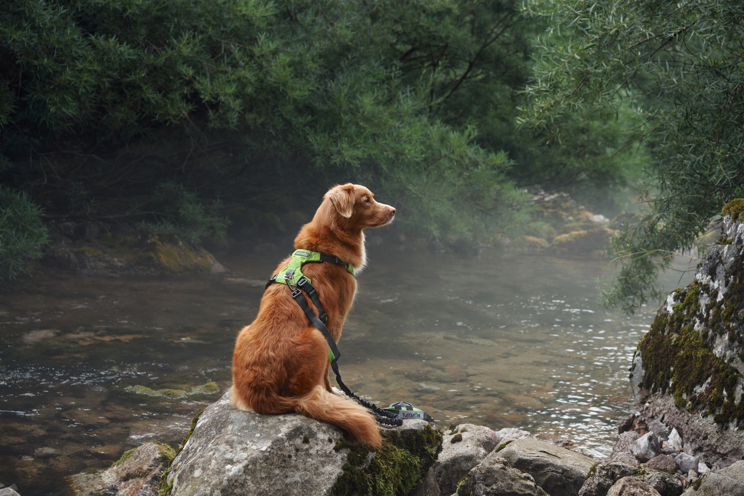 Advertising shooting with animals. Pets in advertising. Dog photographer Averianova Anna — Art photography of dogs