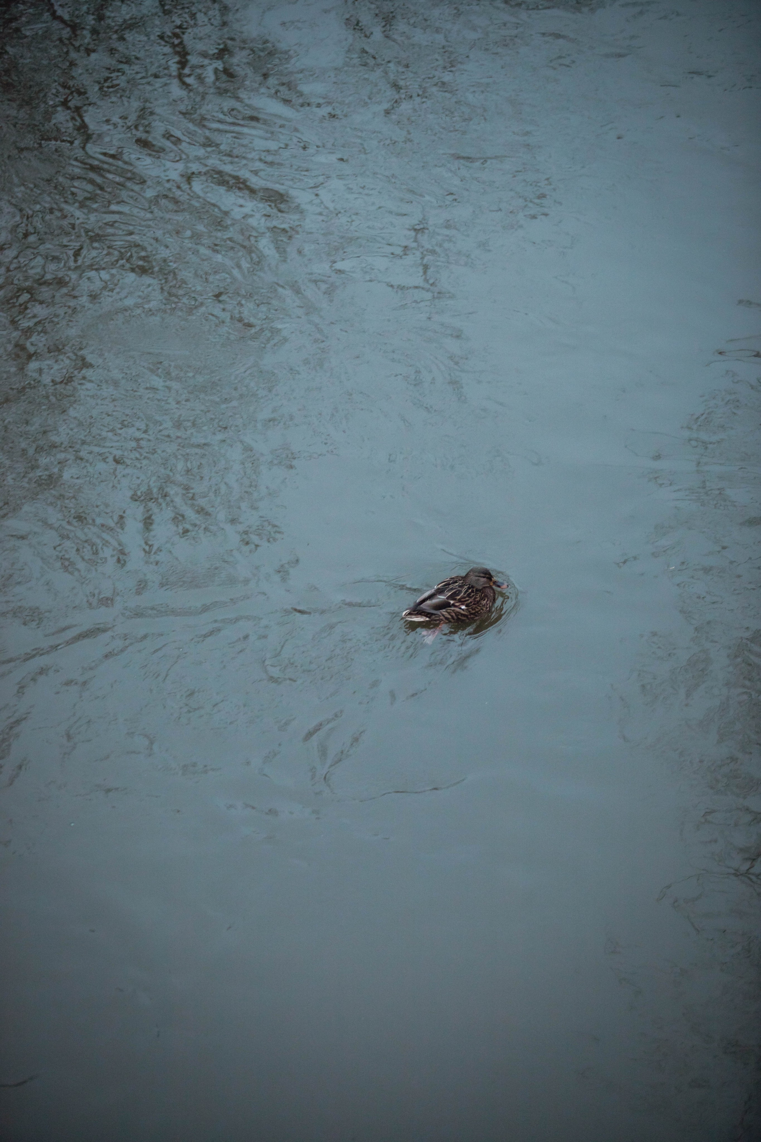 5 верст/декабрь. Александра Мельниченко/ Бегающий фотограф