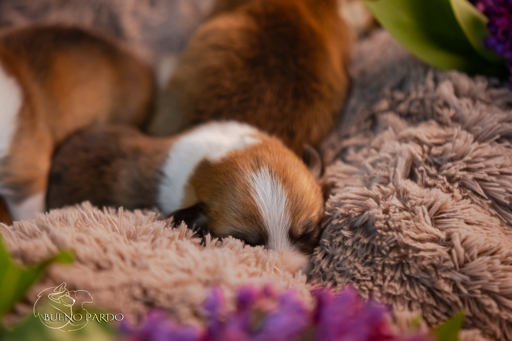 Щенки вельш корги пемброк из питомника. Питомник собак Акита, Хаски, Корги