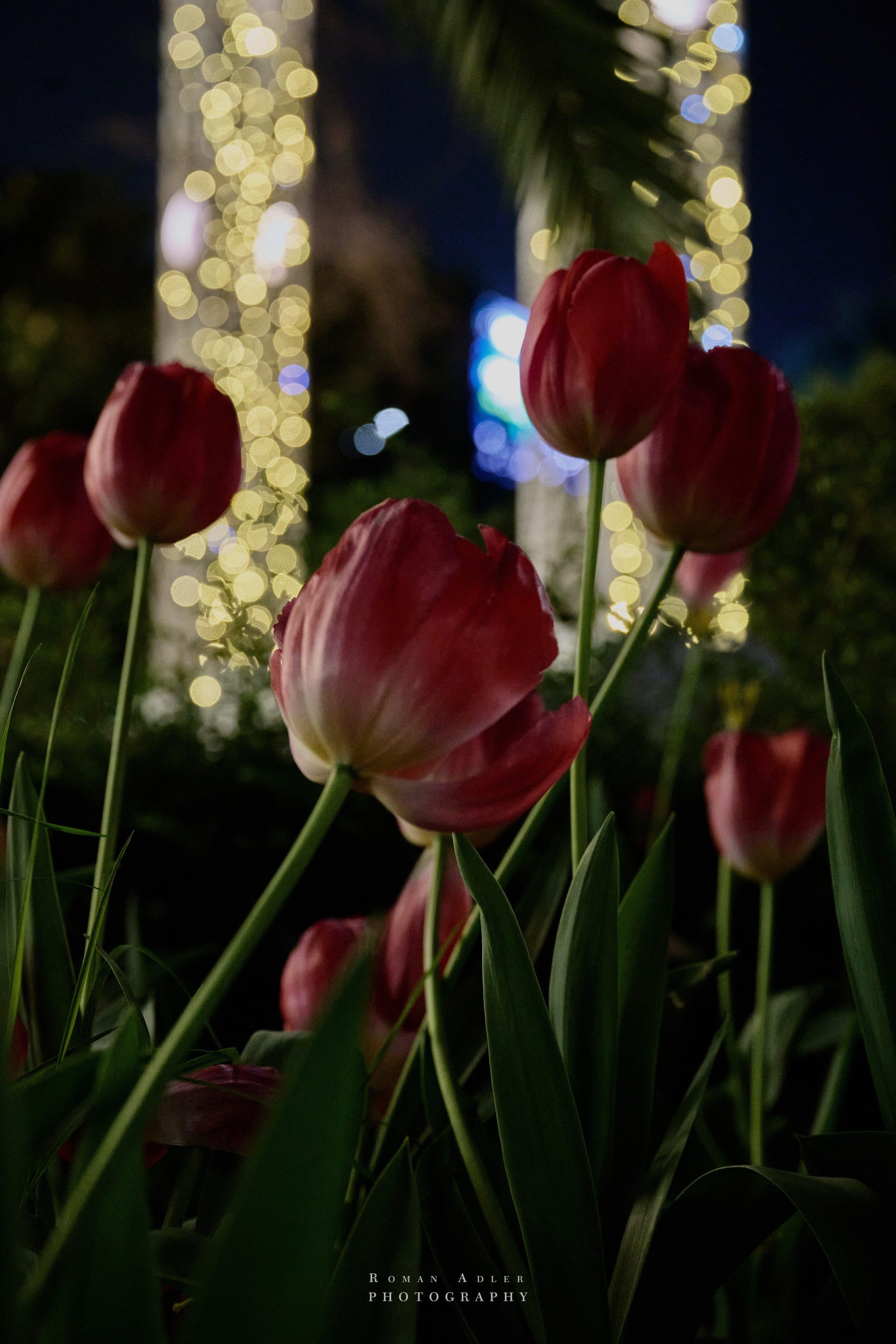 Сочи. Апрель 2025. Фотограф Роман Адлер