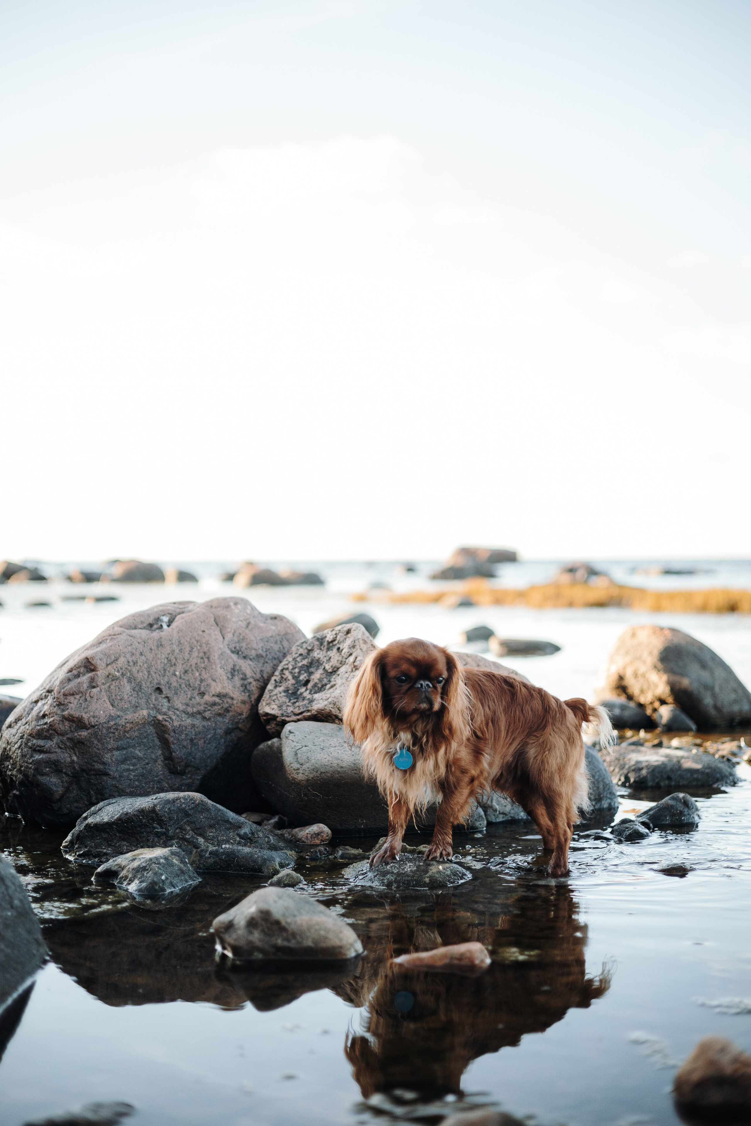 Верон, Гарри и их семья. Фотограф — Анималист | Санкт-Петербург