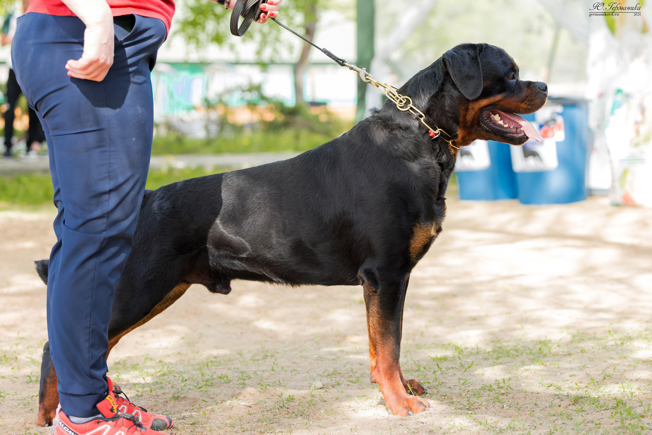 Саратов 2 х моно ротвейлеров 28-29.04.2024. Фотограф-анималист Юлия Германика
