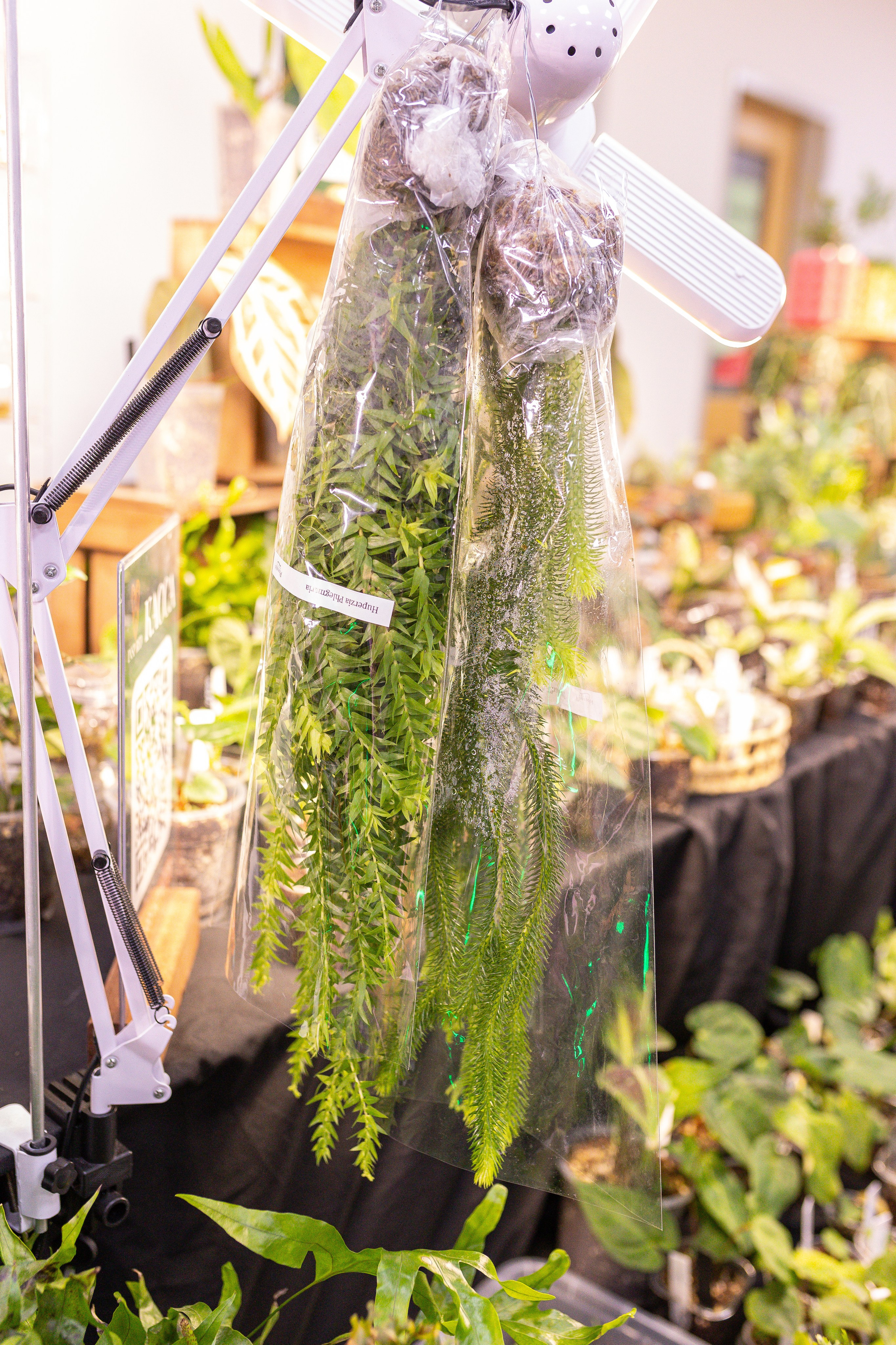 Монстериум 11–12 октября. Александра Куликова фотограф, Москва