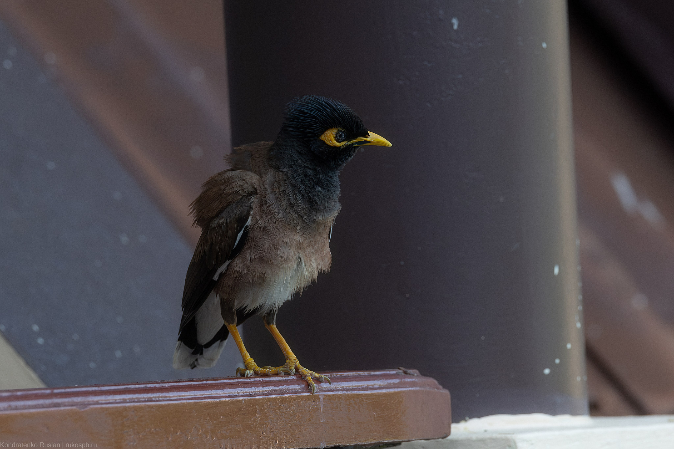 Обыкновенная майна. Архитектурный и пейзажный фотограф Кондратенко Руслан, Санкт-Петербург