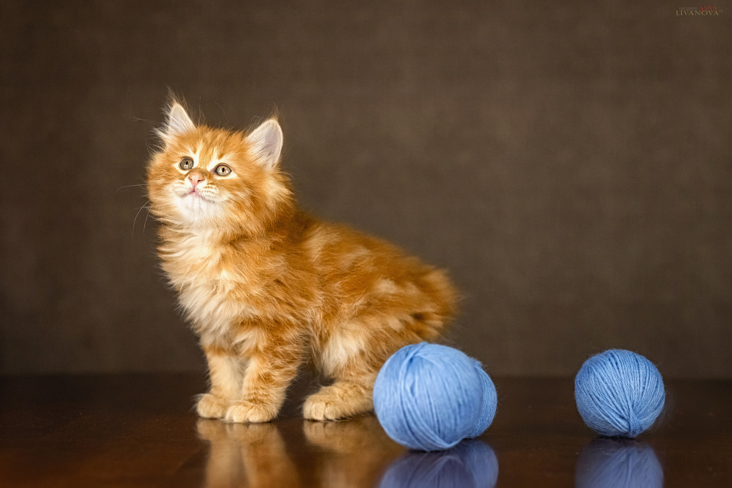 Бобтейлы. Фотограф анималист Аня Ливанова | Рыбинск