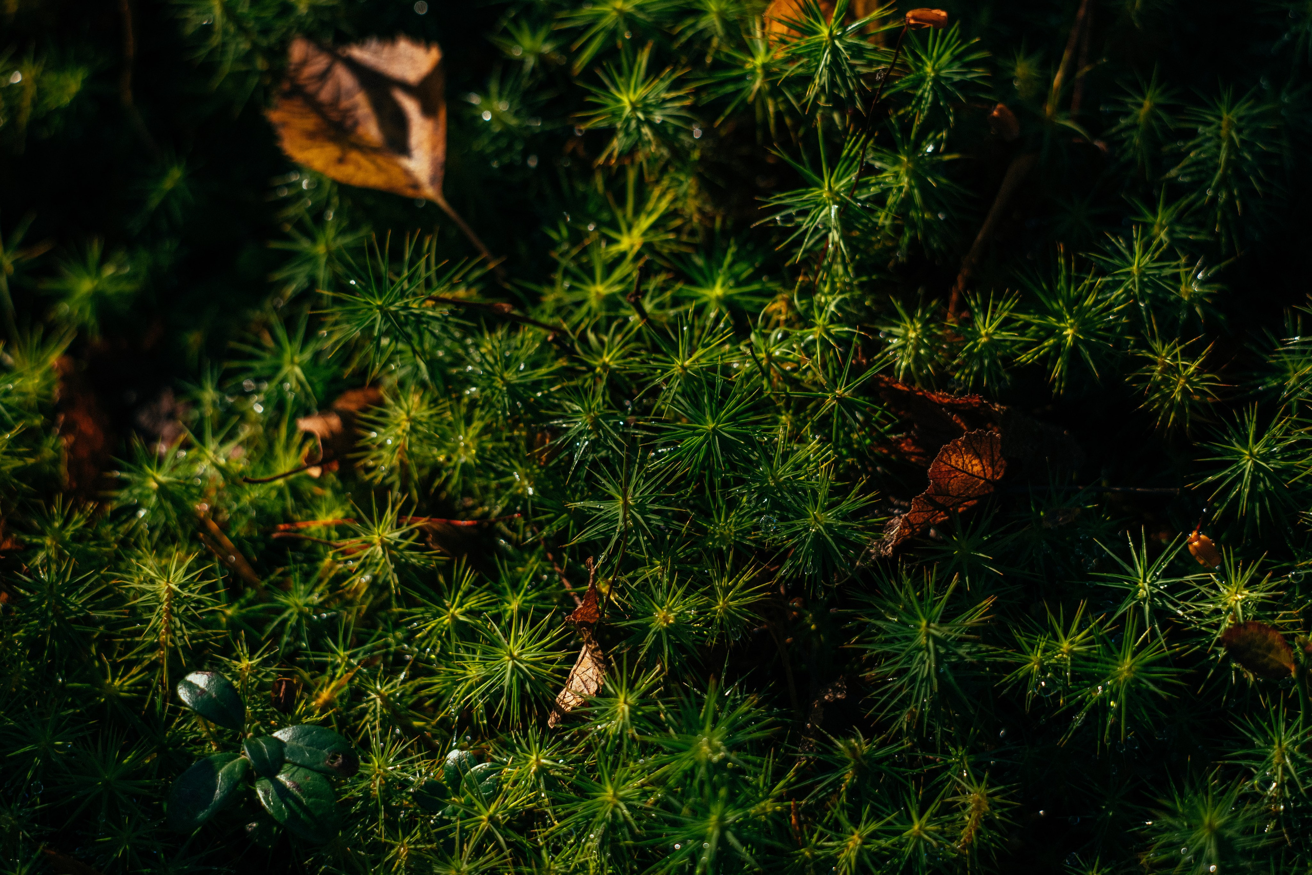 КАРЕЛИЯ / ОСЕНЬ. Создание контента | Фото | Видеосъемка | Александр Ярков