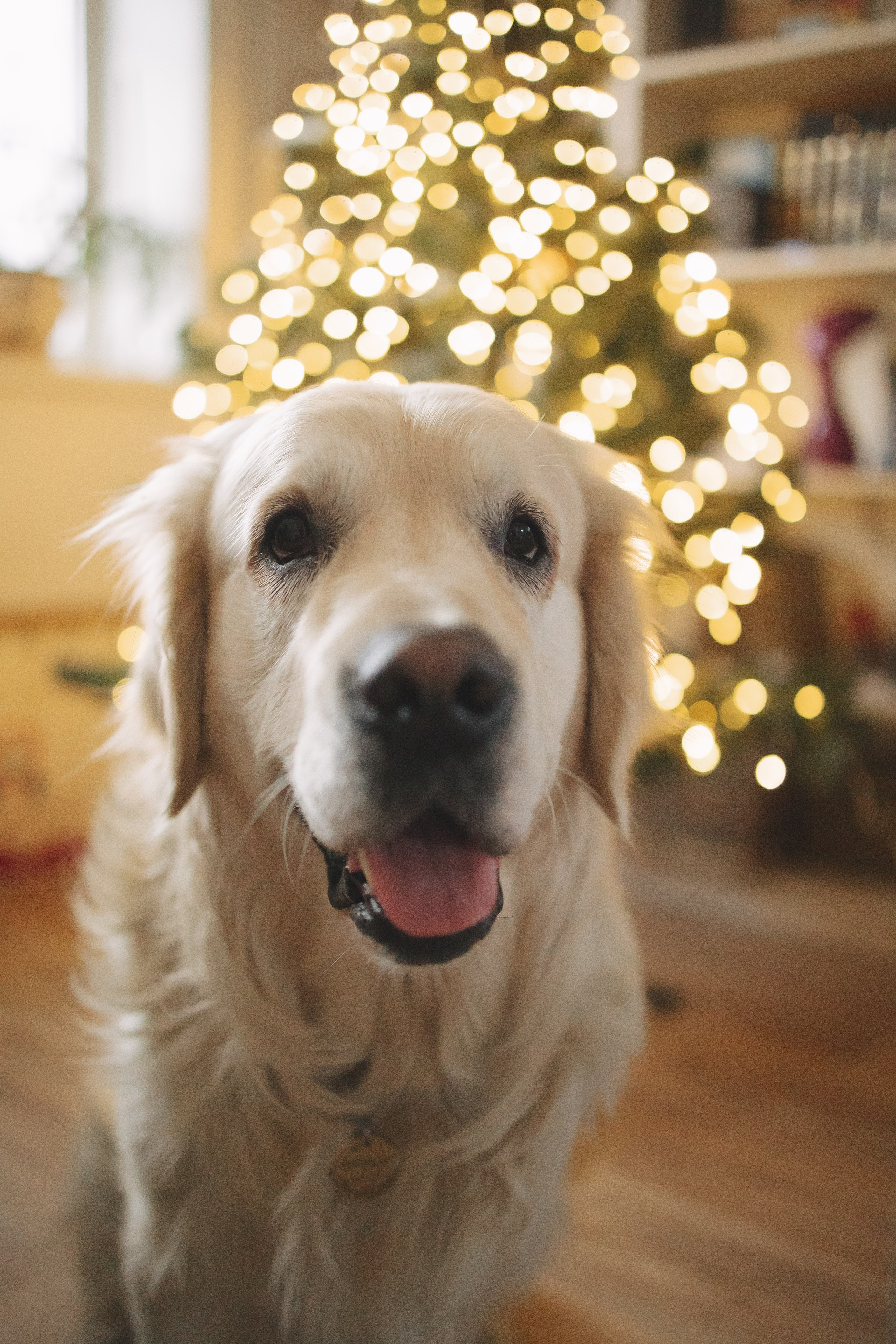 Снежик и Веста, НГ. Свадебный и женский фотограф