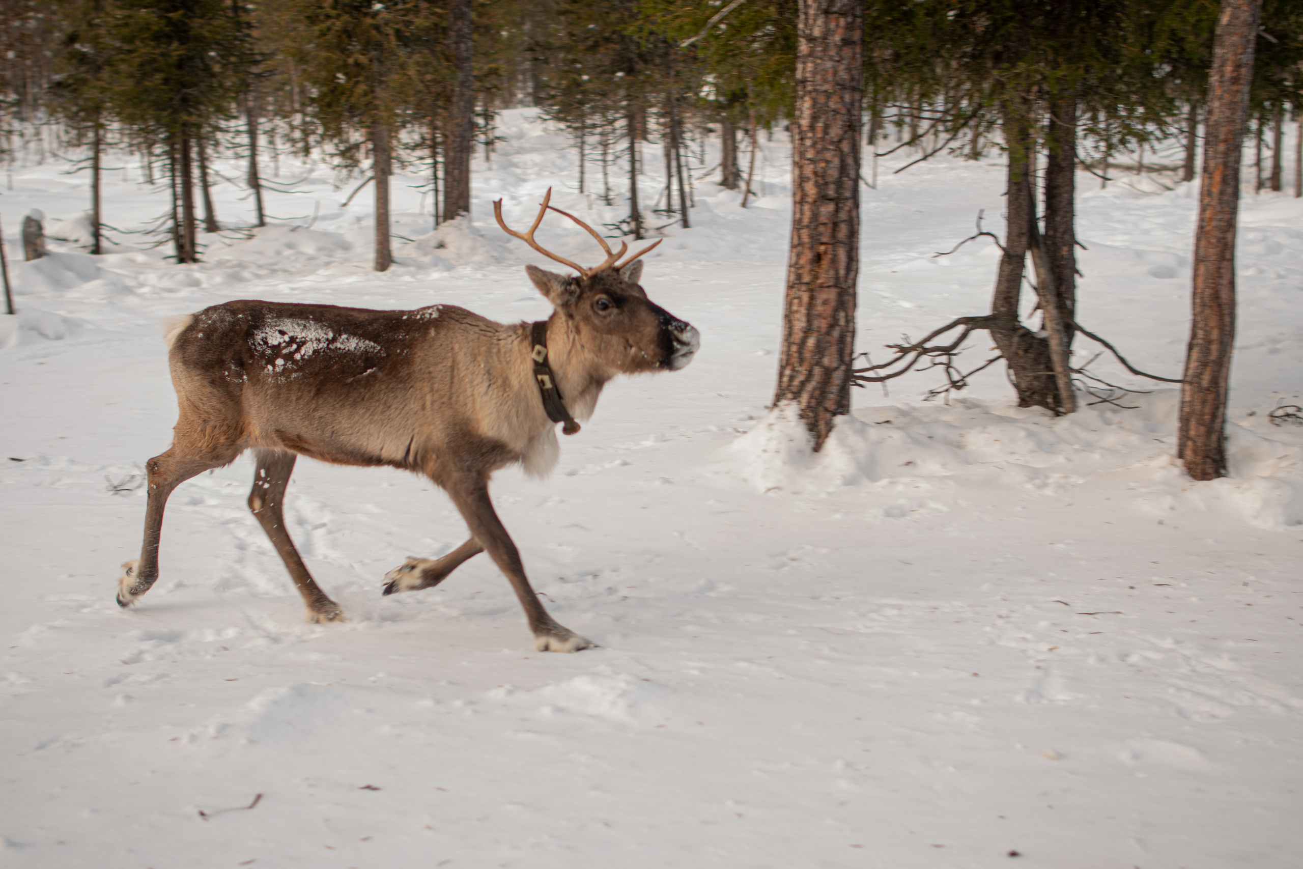 Саамская деревня. Семейный  и свадебный фотограф в Мурманске Мария Шепелева