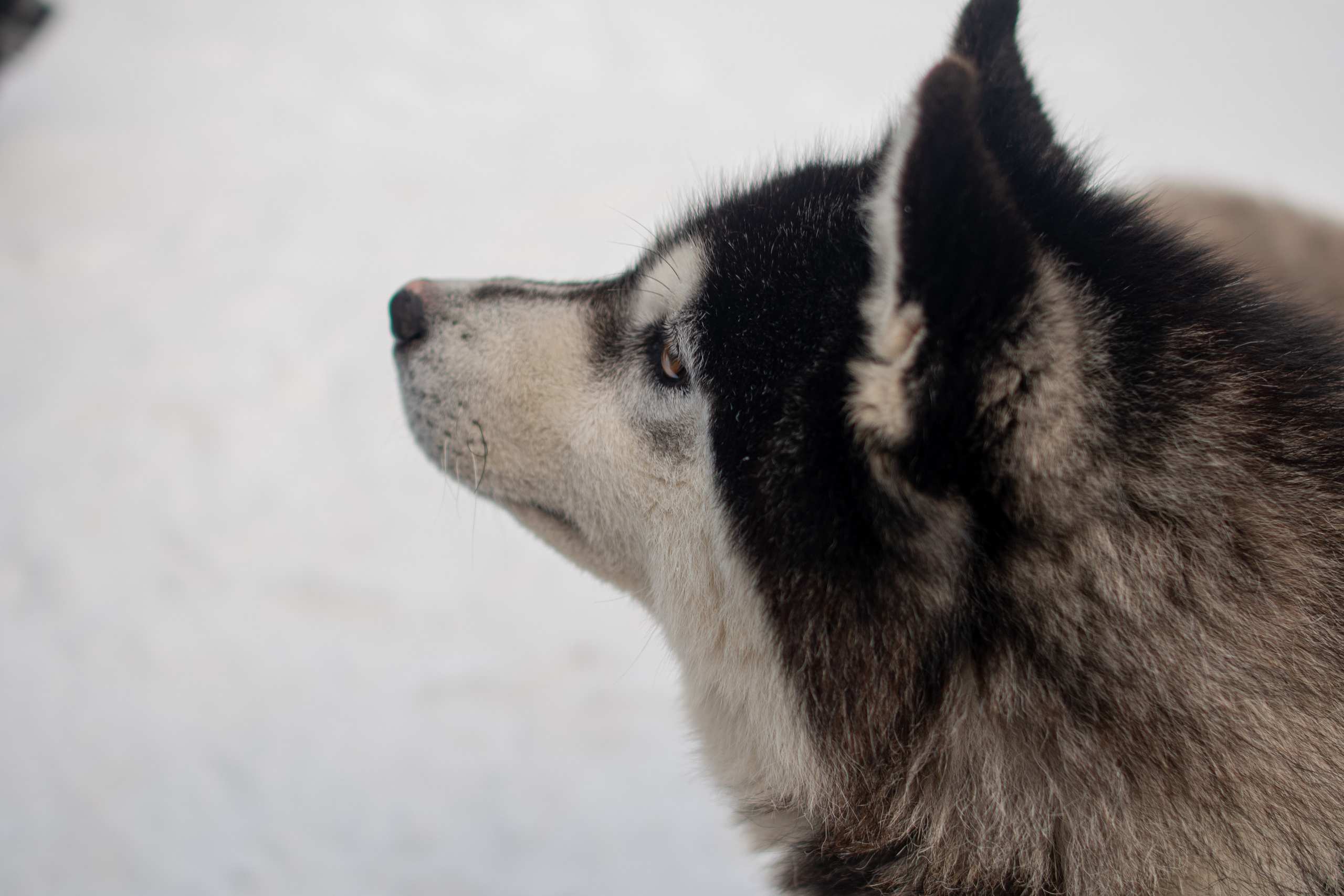 Саамская деревня. Семейный  и свадебный фотограф в Мурманске Мария Шепелева