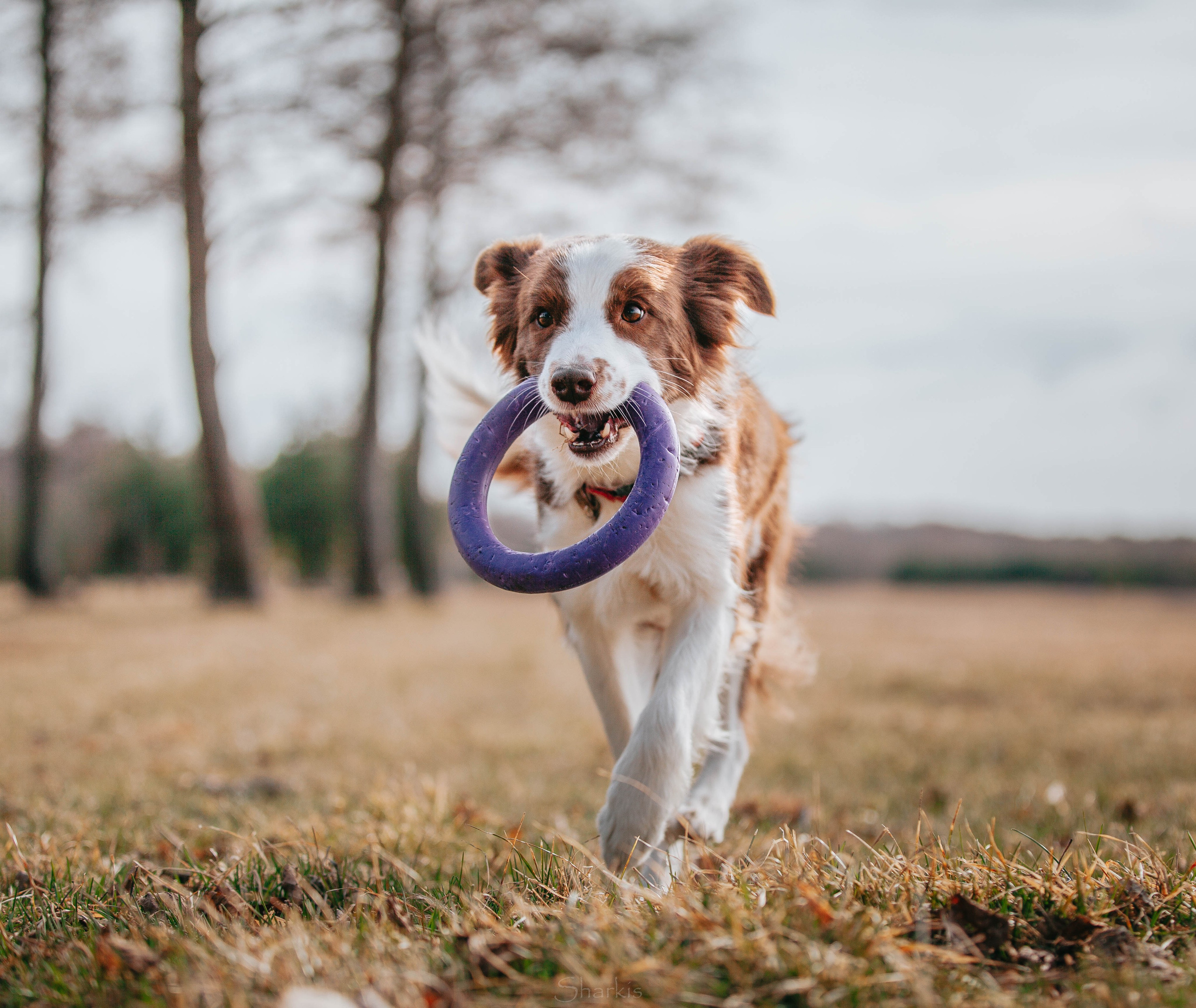 Бордюха, Лора, Берта, Мета. Главная