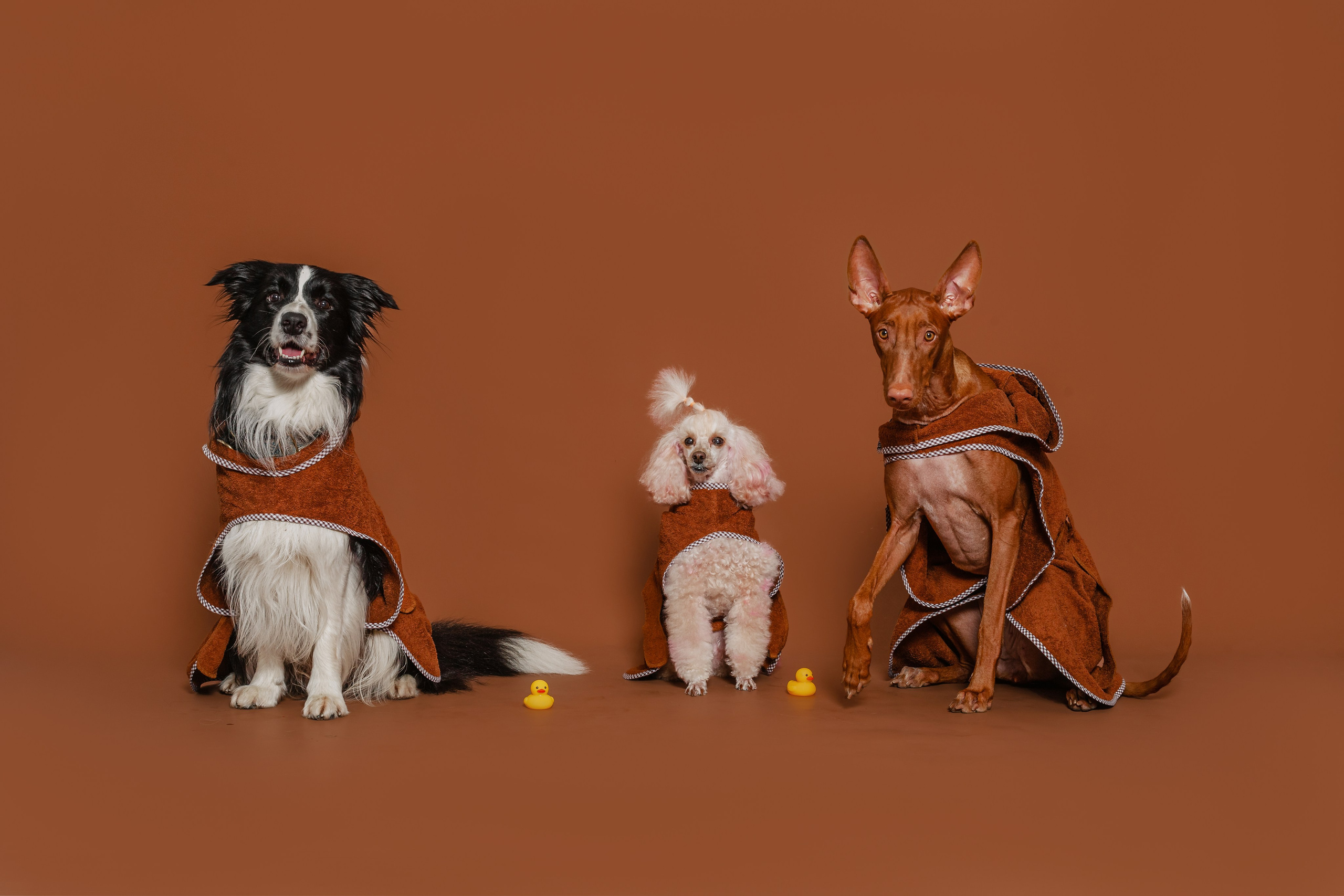 Съемка для бренда TEDDYBOY. Фотограф-анималист Татьяна Степанова