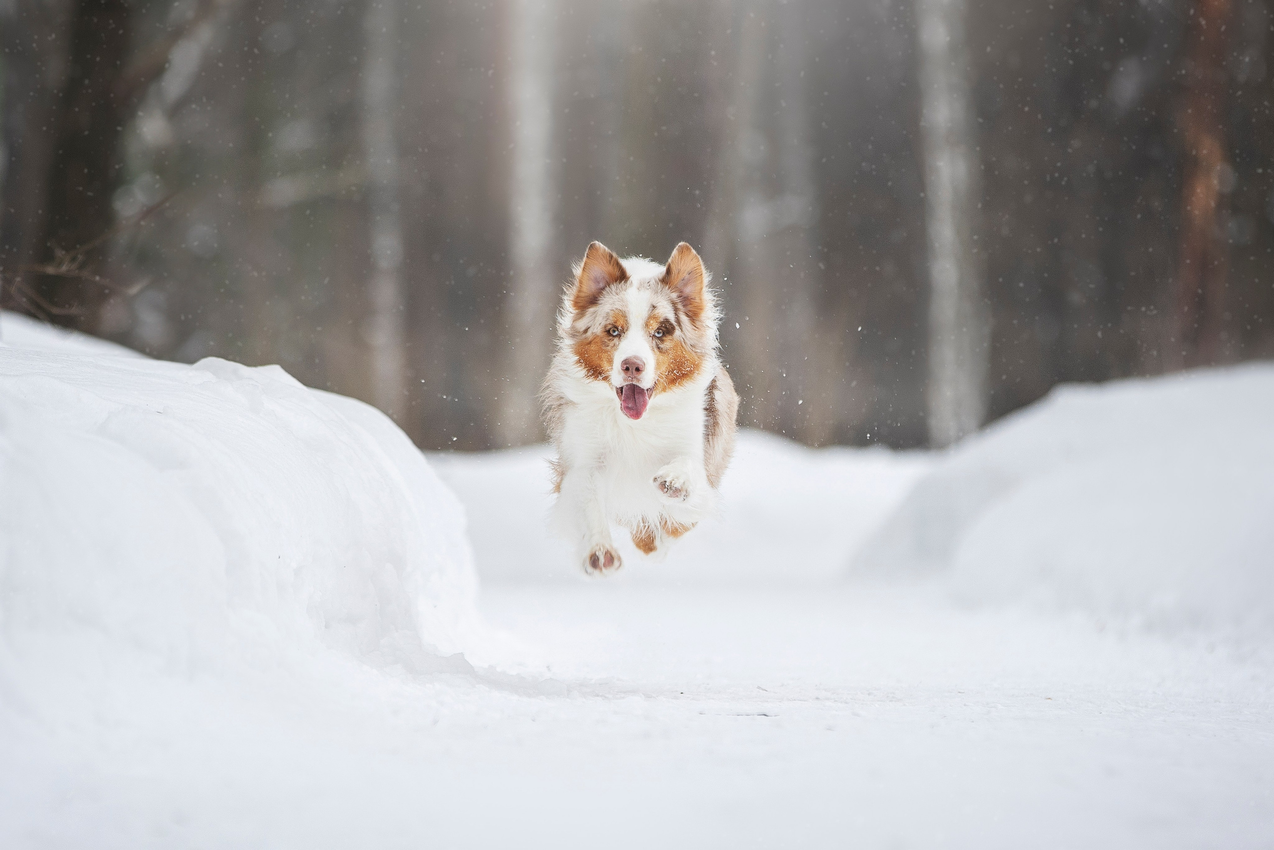 Дария, Макс, Сезам и Чили. Фотограф анималист в Москве Майорова Евгения