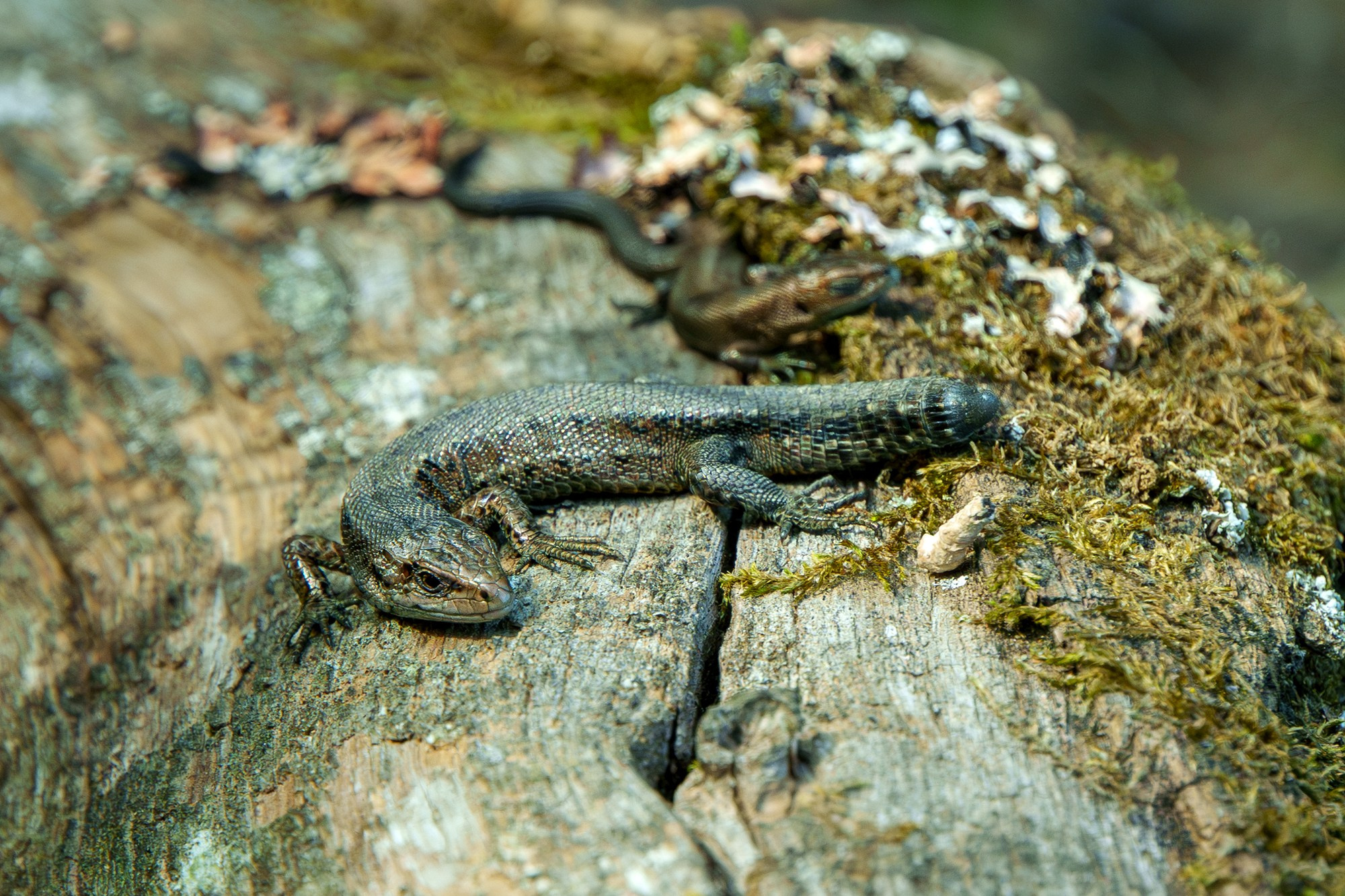 Животные. Ваш личный фотограф Марина Волкова