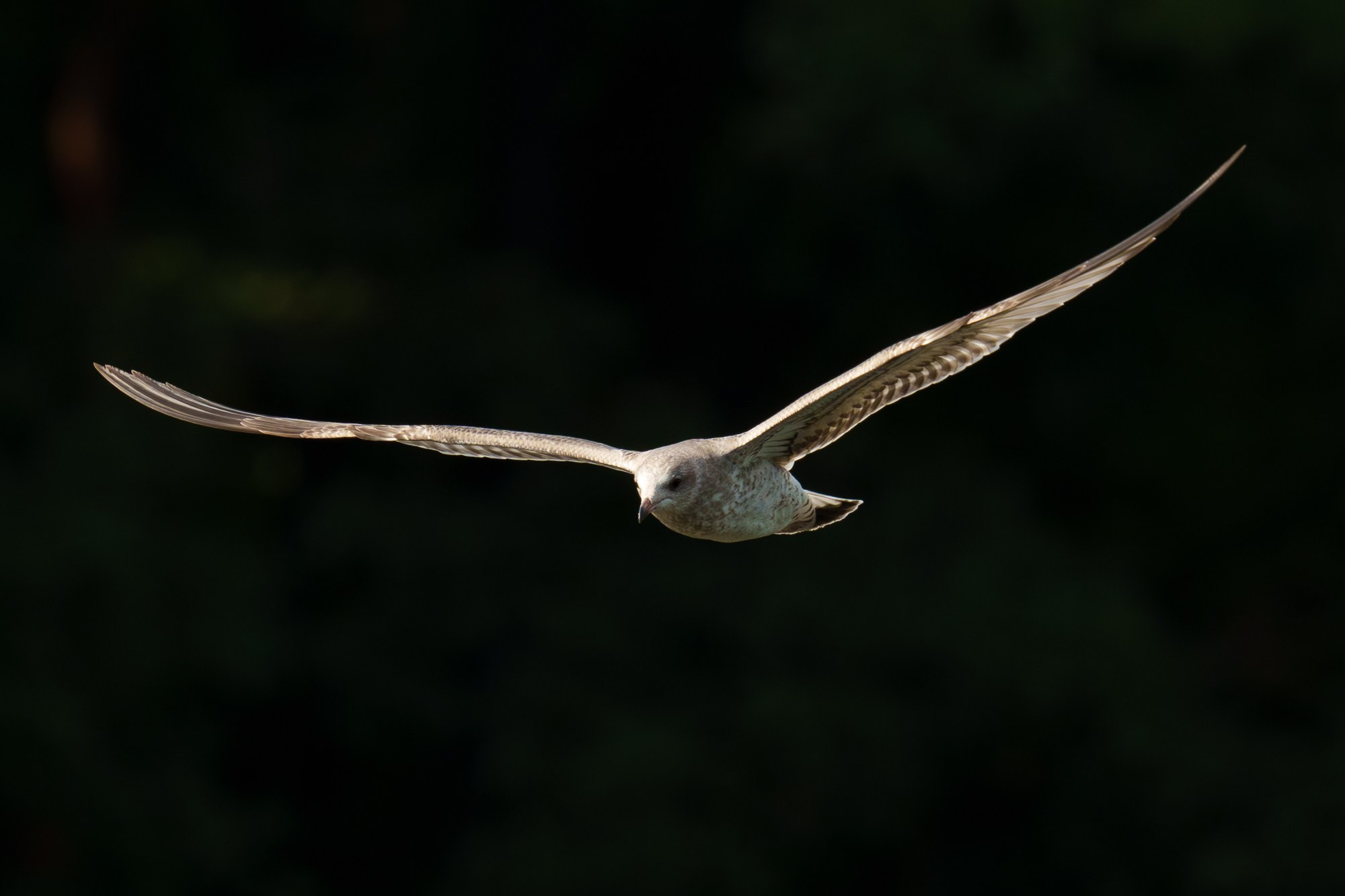 Удивительные мир птиц. Вокруг нас столько прекрасного — присмотритесь!. Ваш личный фотограф Марина Волкова