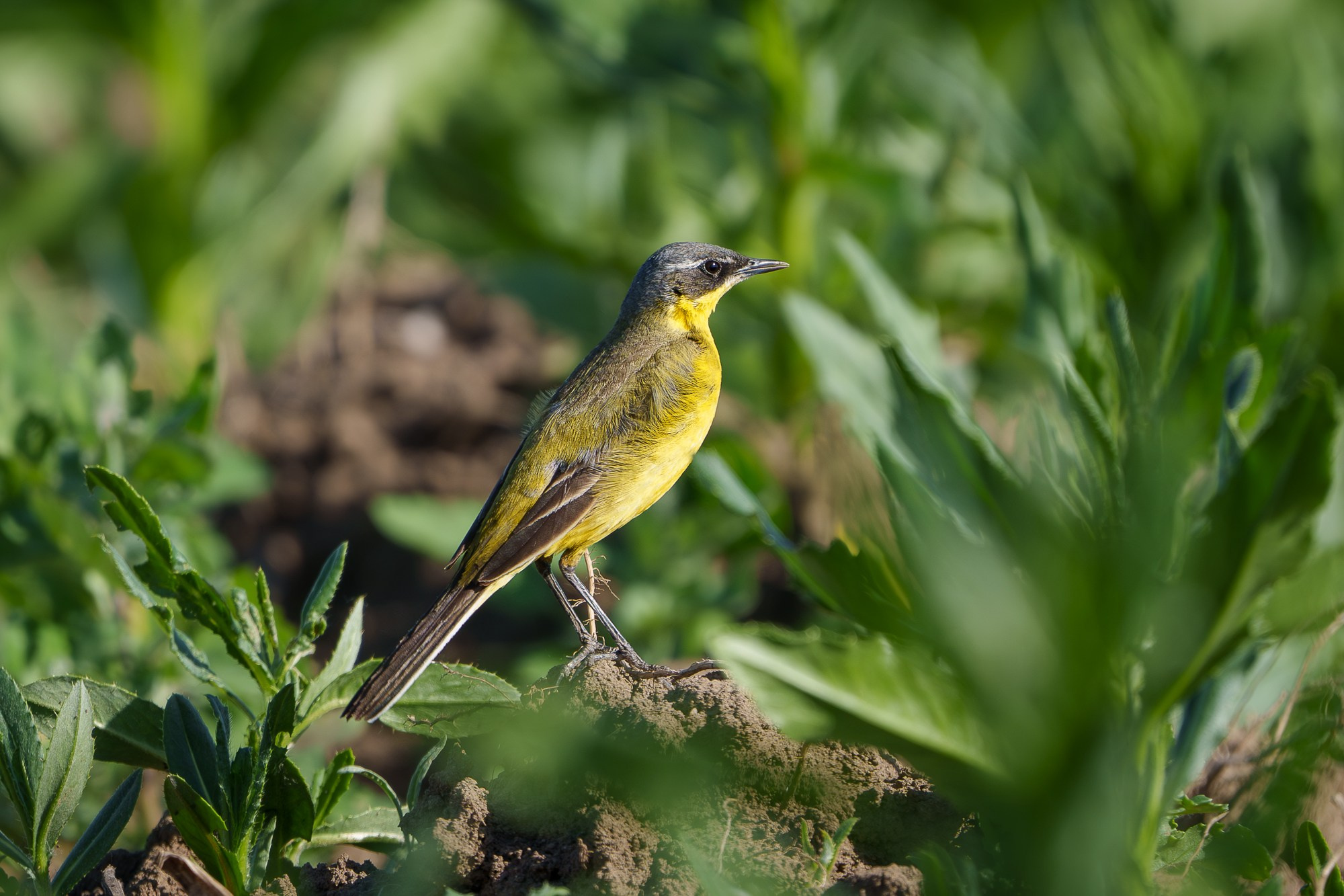Удивительные мир птиц. Вокруг нас столько прекрасного — присмотритесь!. Ваш личный фотограф Марина Волкова