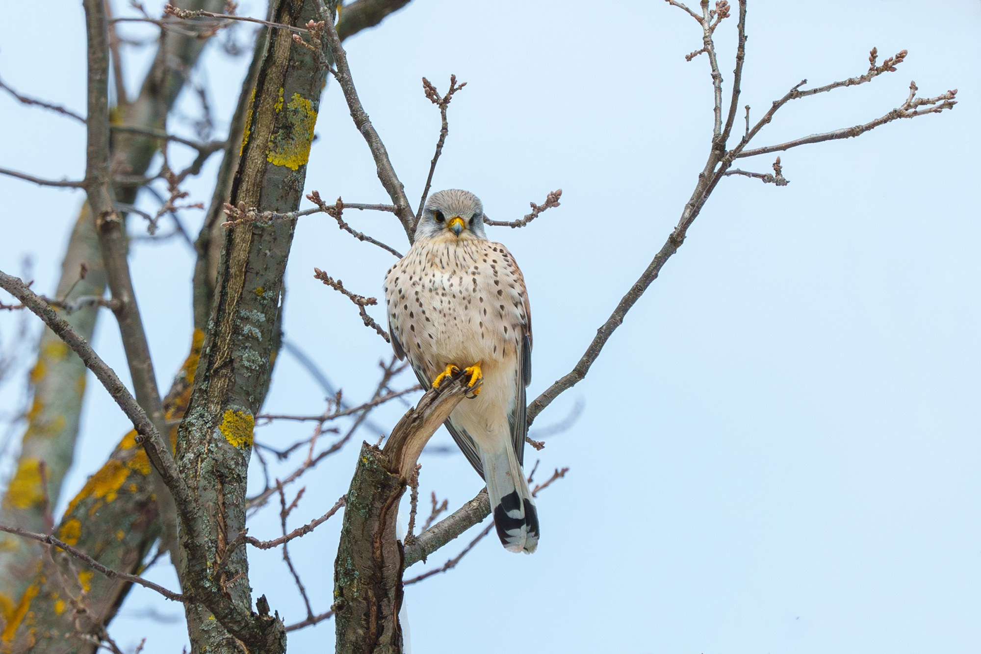 Удивительные мир птиц. Вокруг нас столько прекрасного — присмотритесь!. Ваш личный фотограф Марина Волкова