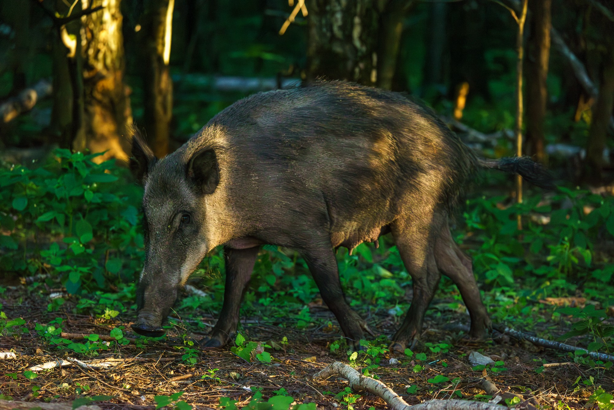 Животные. Ваш личный фотограф Марина Волкова